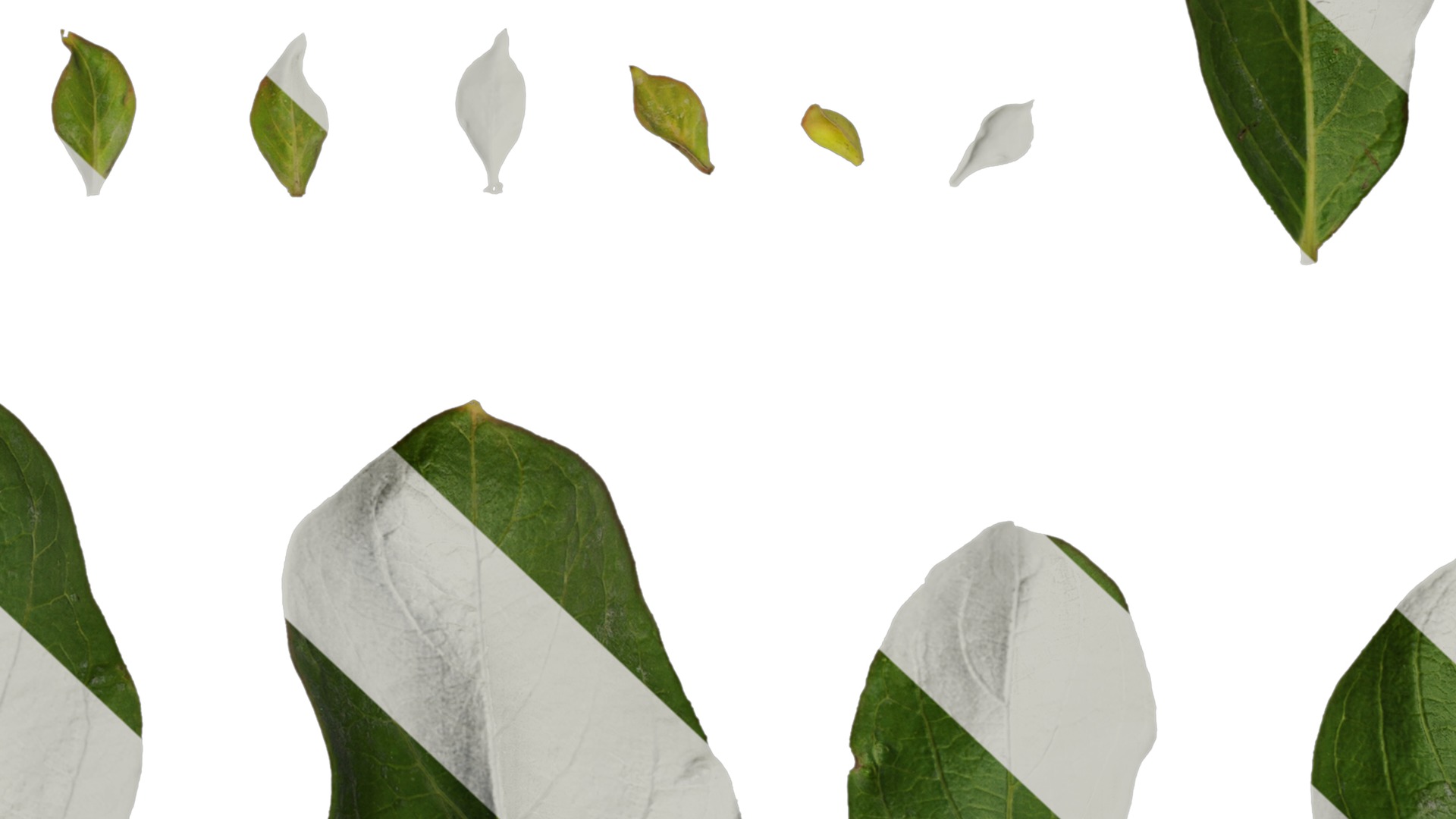 Lagerstroemia indica Low-poly 3D model_90