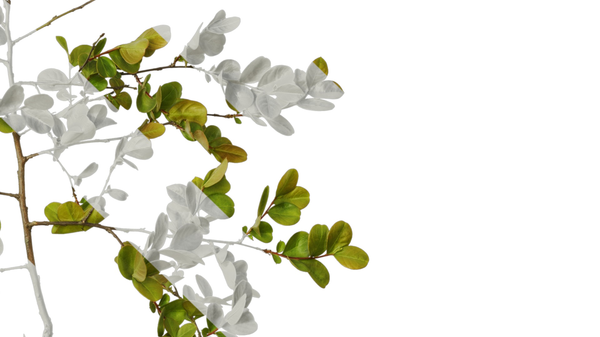 Lagerstroemia indica Low-poly 3D model_52