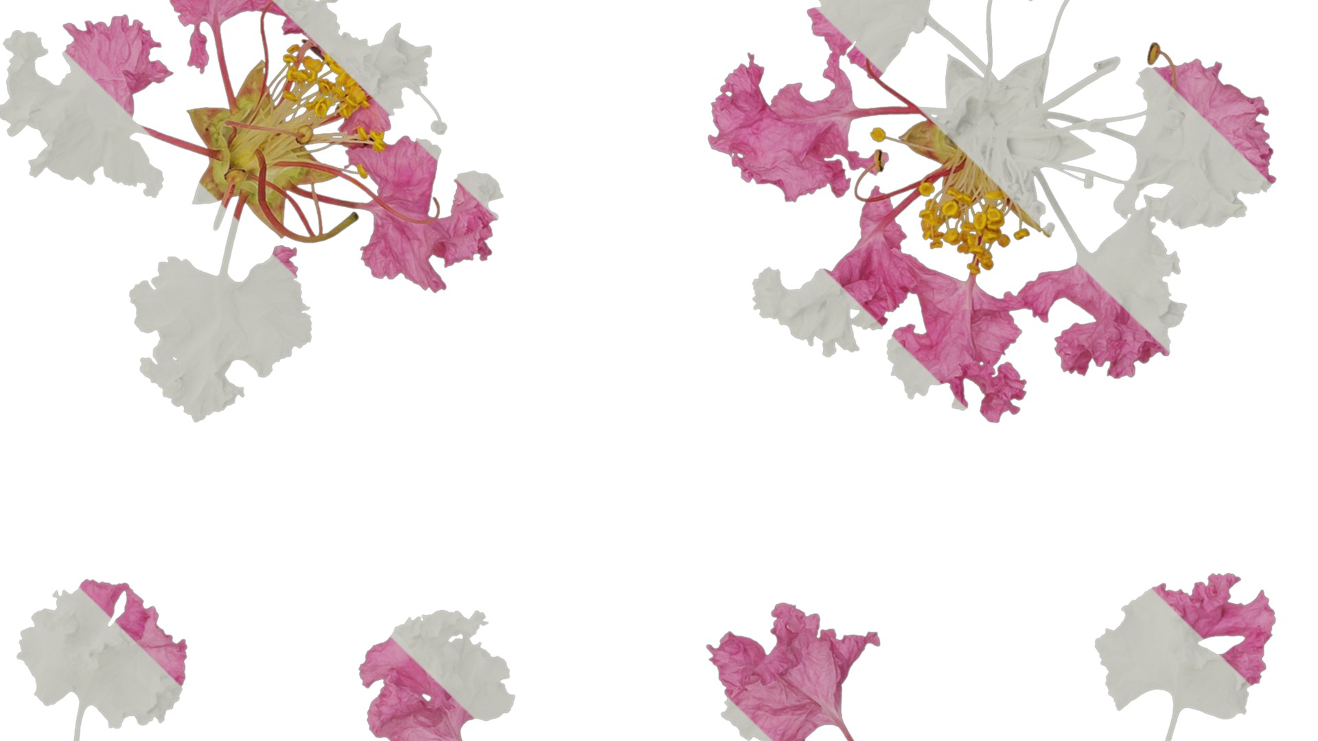 Lagerstroemia indica Low-poly 3D model_67