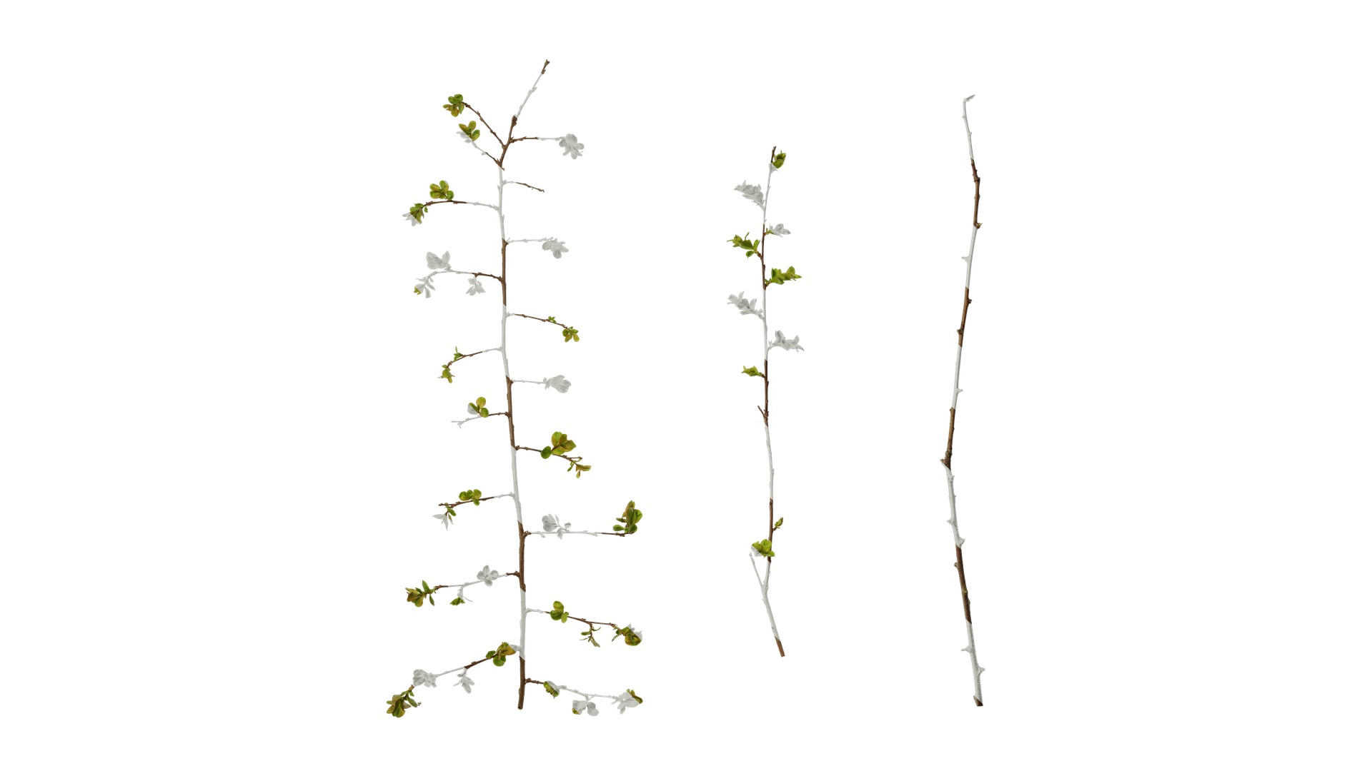 Lagerstroemia indica Low-poly 3D model_20