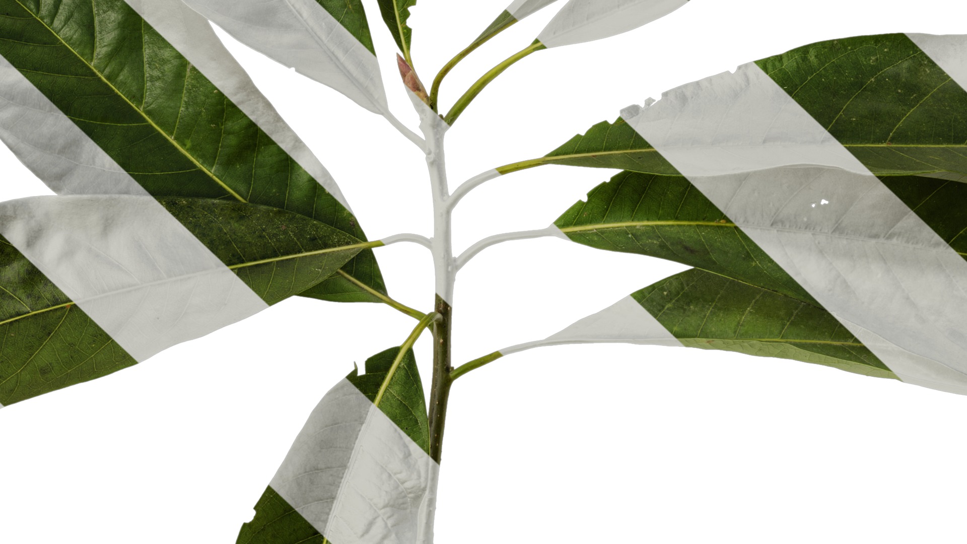 Lindera megaphylla Low-poly 3D model_17