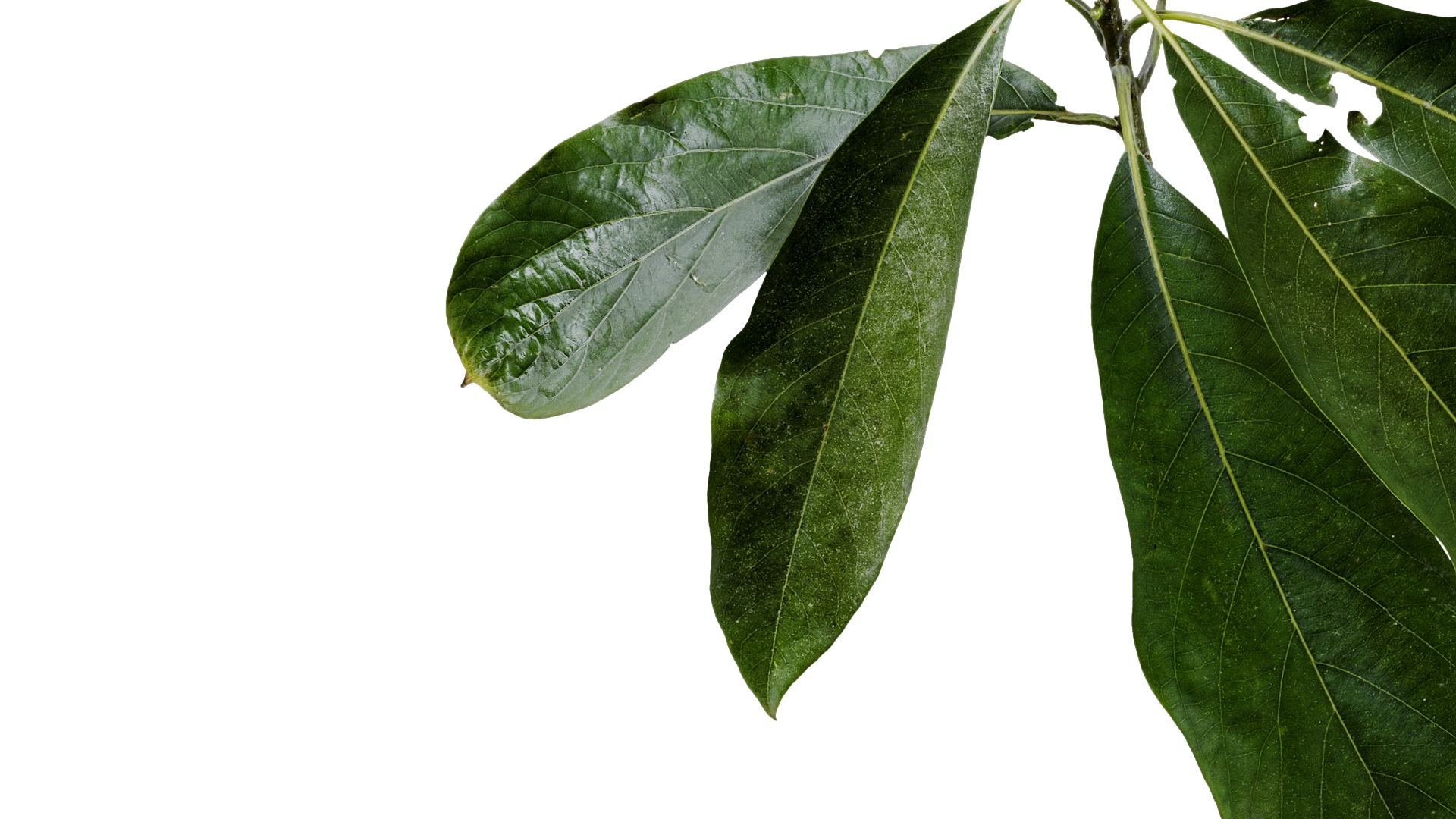 Lindera megaphylla Low-poly 3D model_1