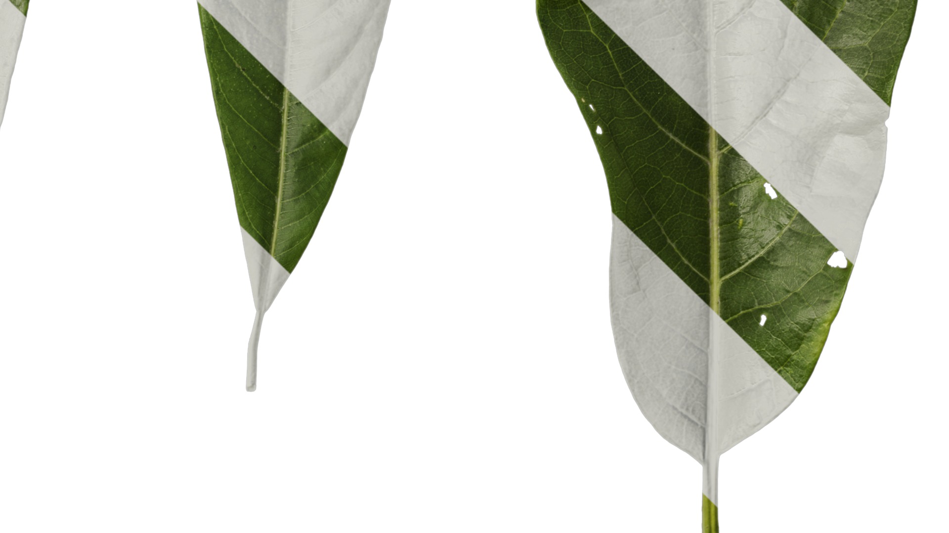 Lindera megaphylla Low-poly 3D model_33