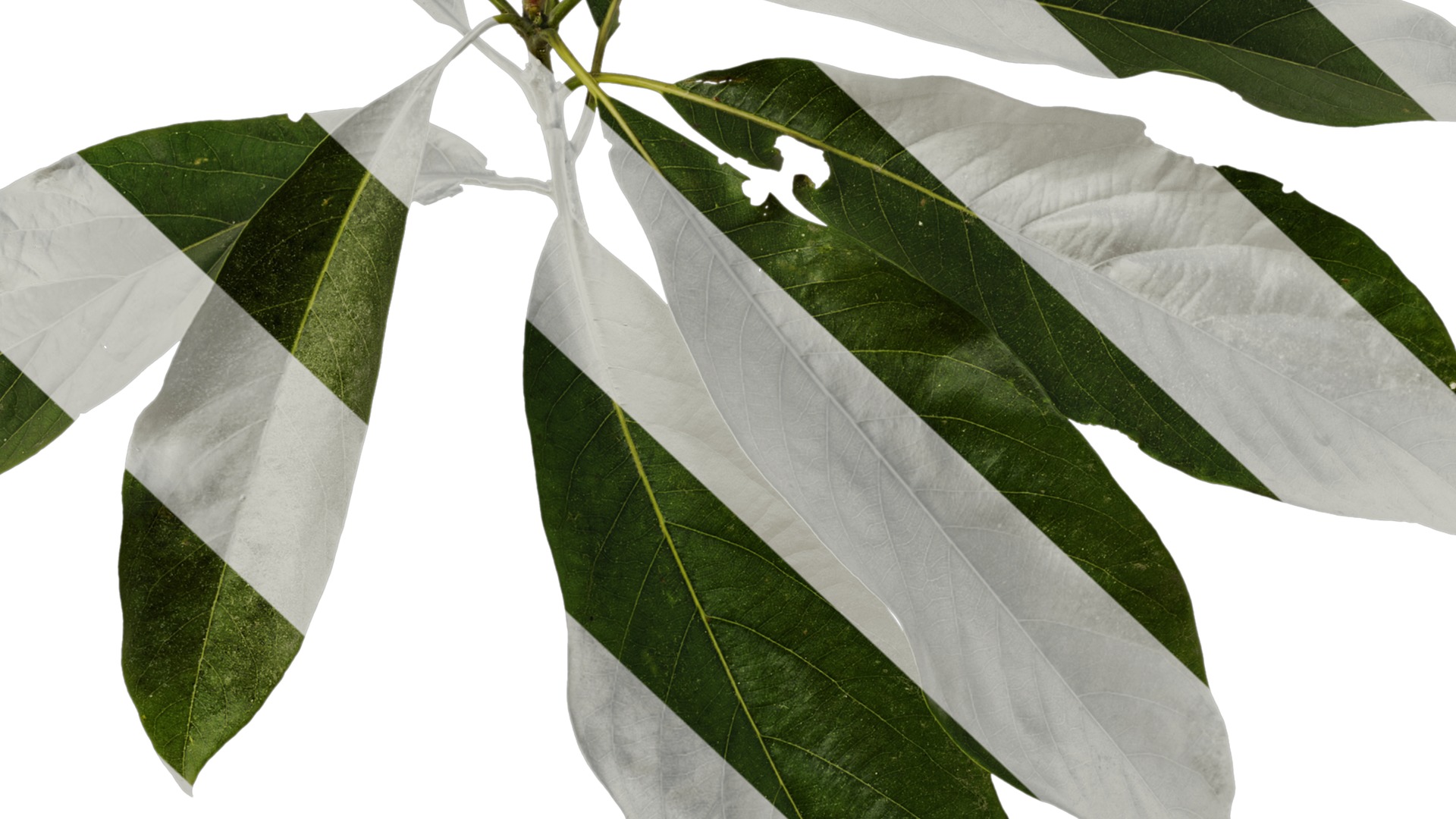 Lindera megaphylla Low-poly 3D model_9