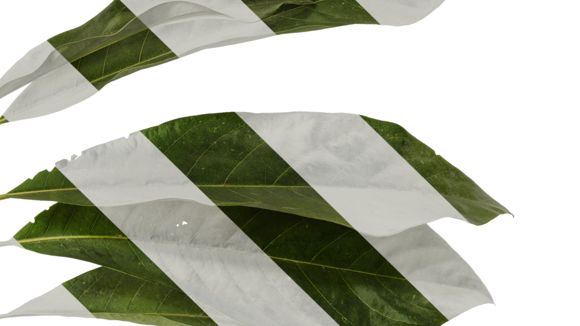 Lindera megaphylla Low-poly 3D model_14