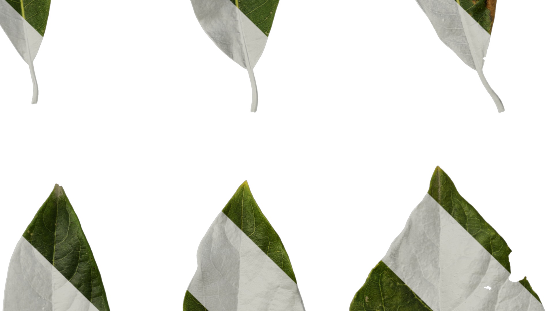 Lindera megaphylla Low-poly 3D model_41