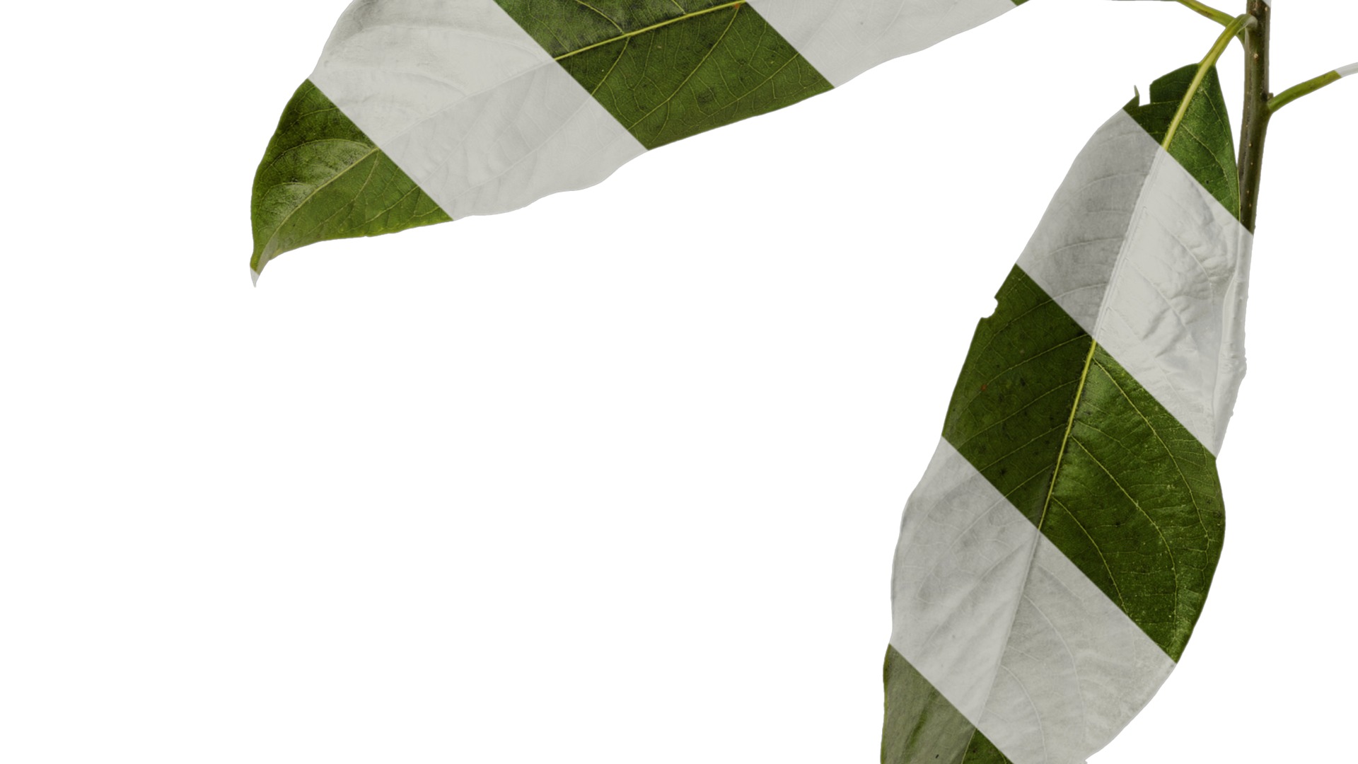 Lindera megaphylla Low-poly 3D model_15