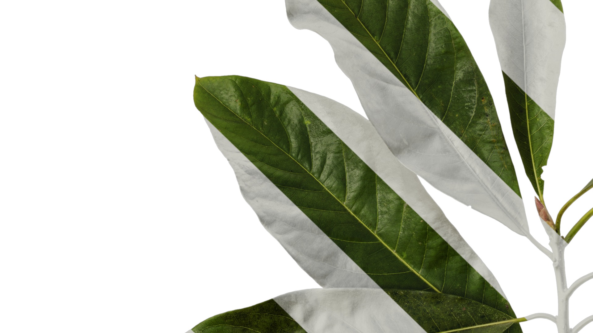 Lindera megaphylla Low-poly 3D model_13