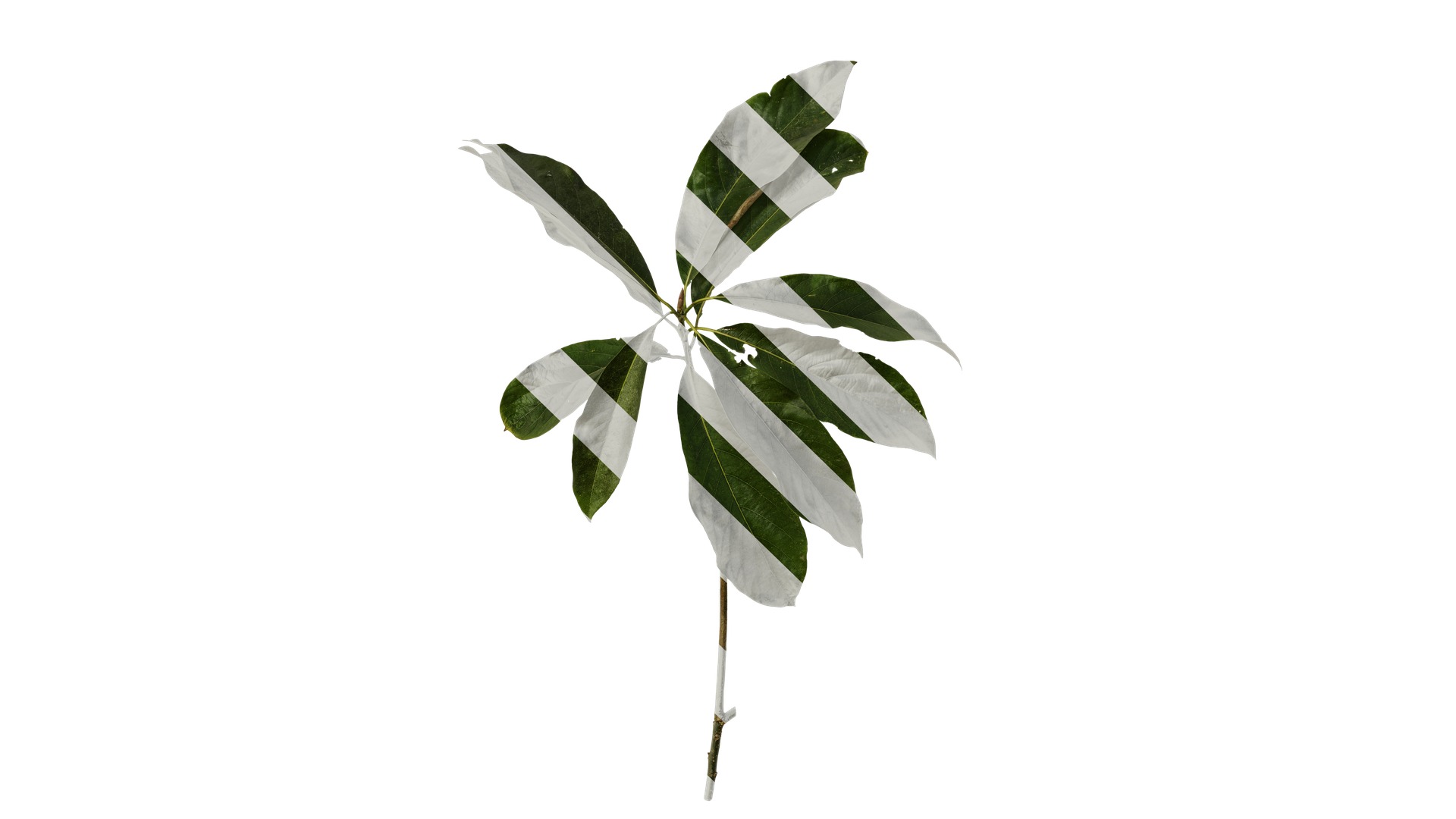 Lindera megaphylla Low-poly 3D model_2