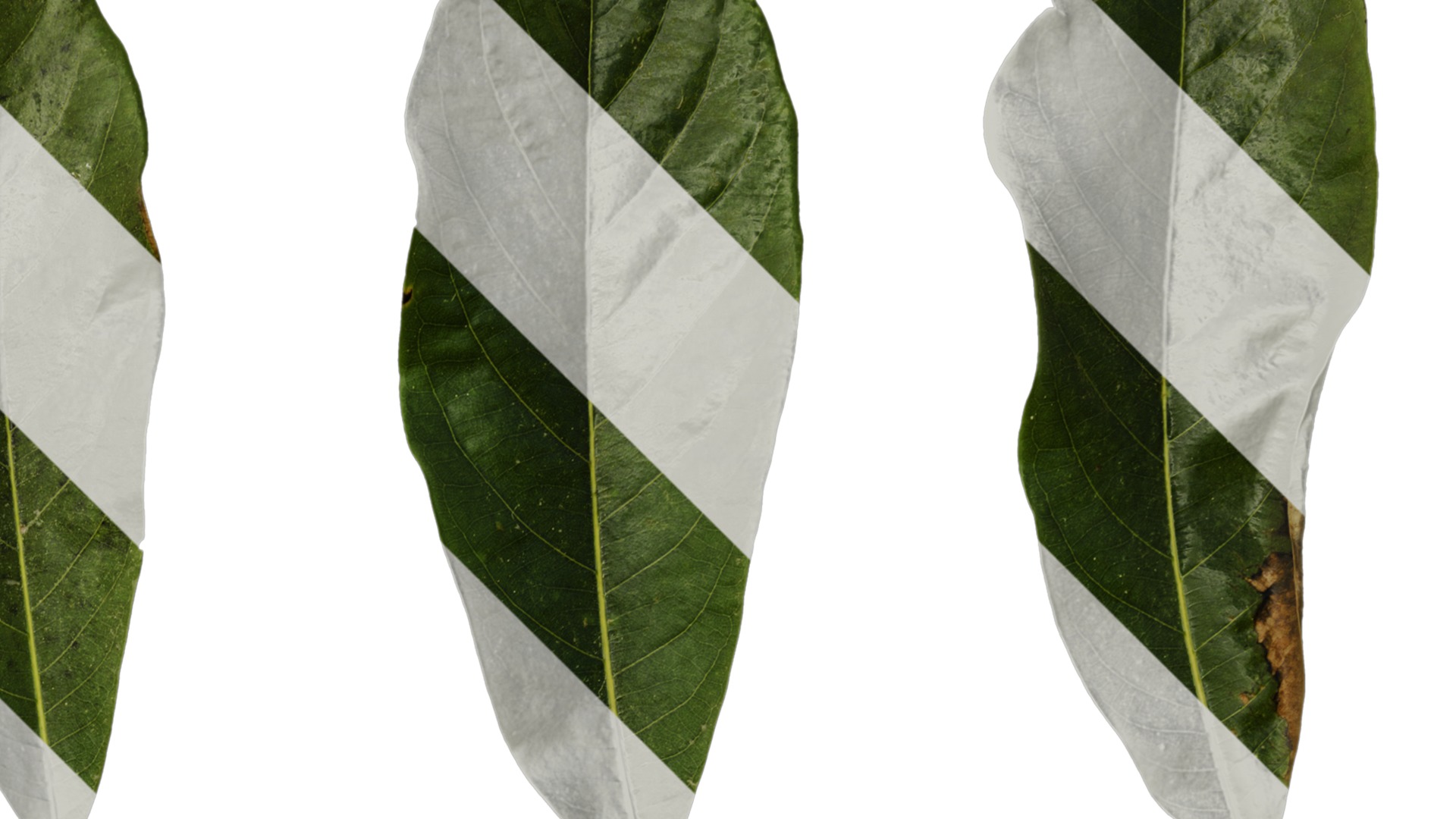 Lindera megaphylla Low-poly 3D model_39