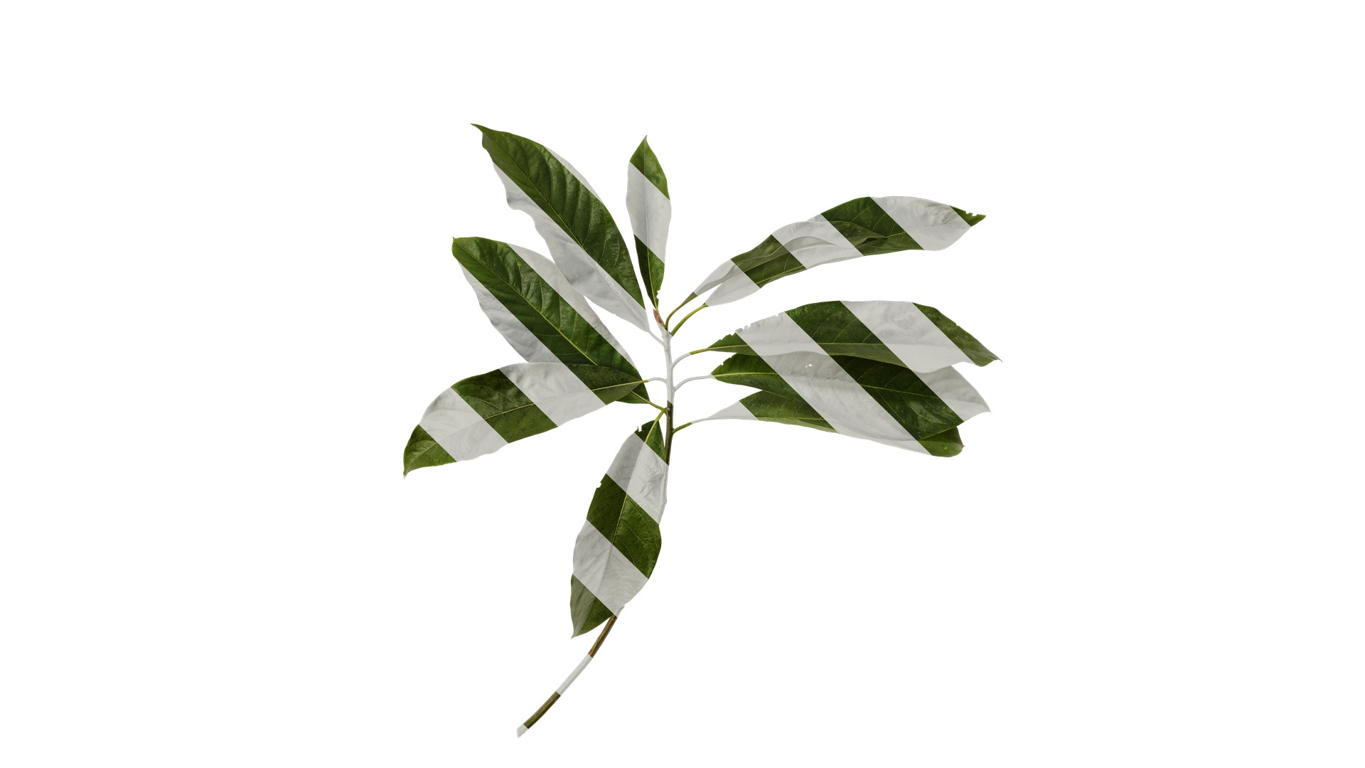 Lindera megaphylla Low-poly 3D model_10