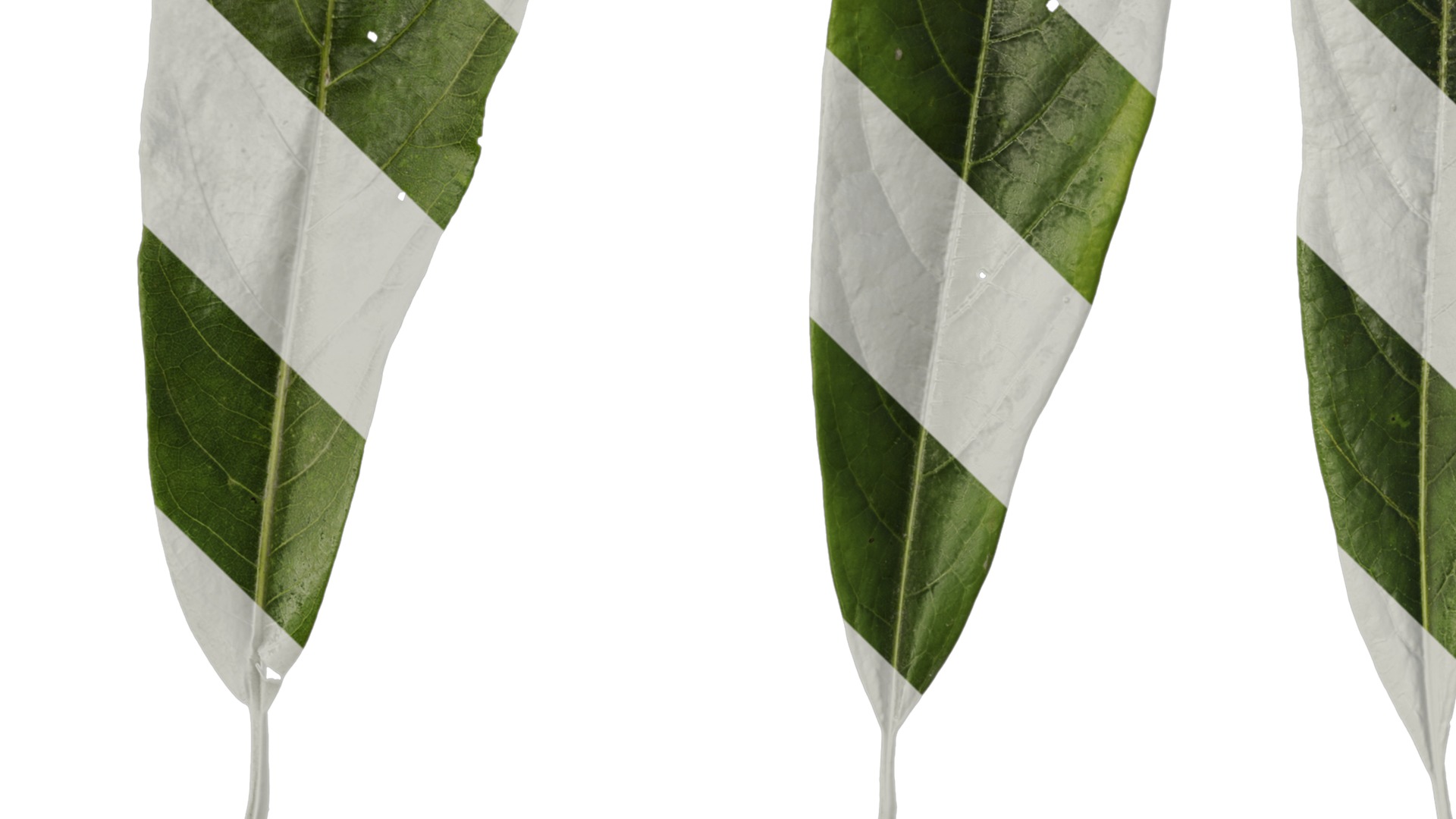 Lindera megaphylla Low-poly 3D model_32