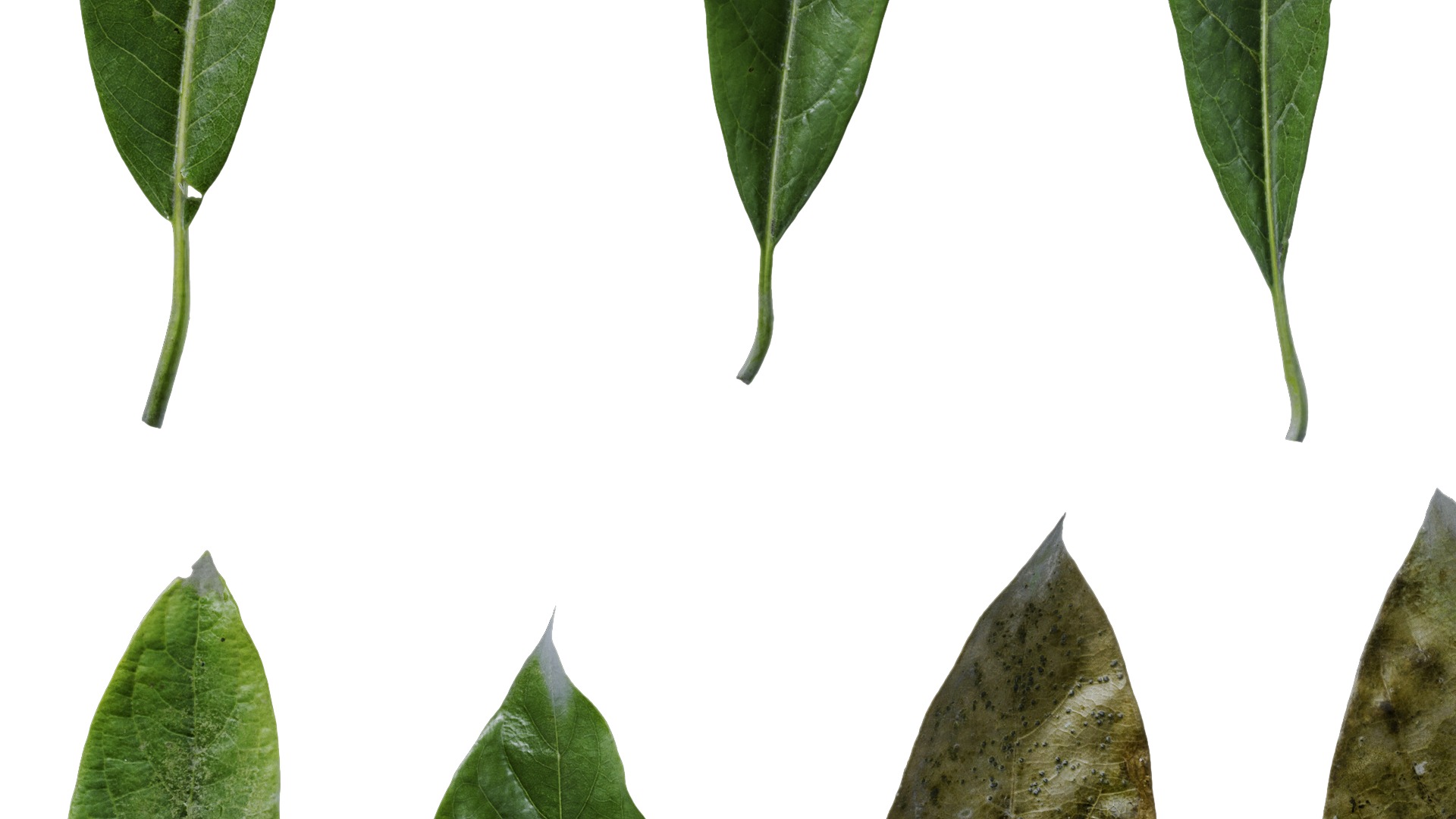 Lindera megaphylla Low-poly 3D model_28