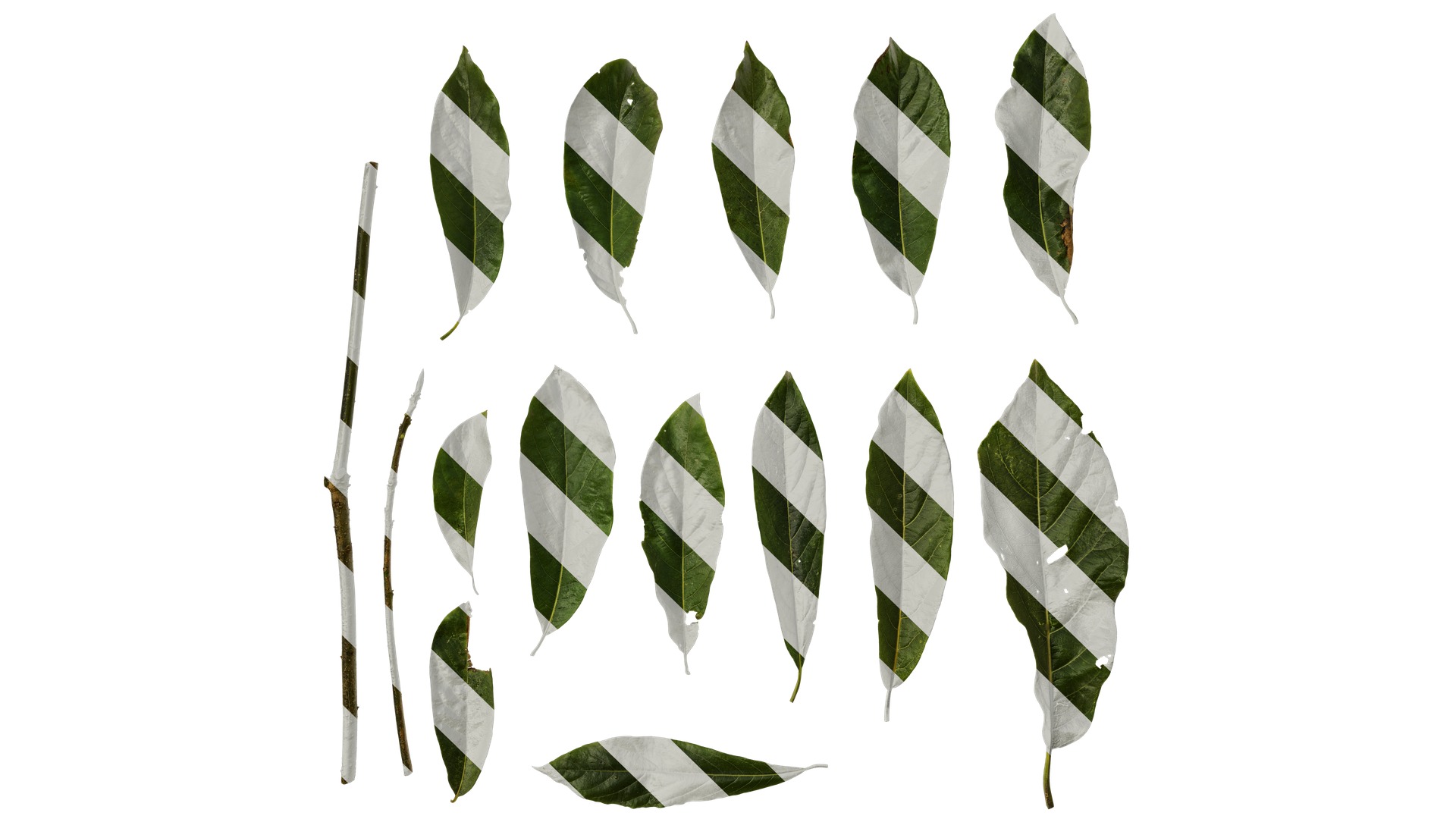 Lindera megaphylla Low-poly 3D model_37