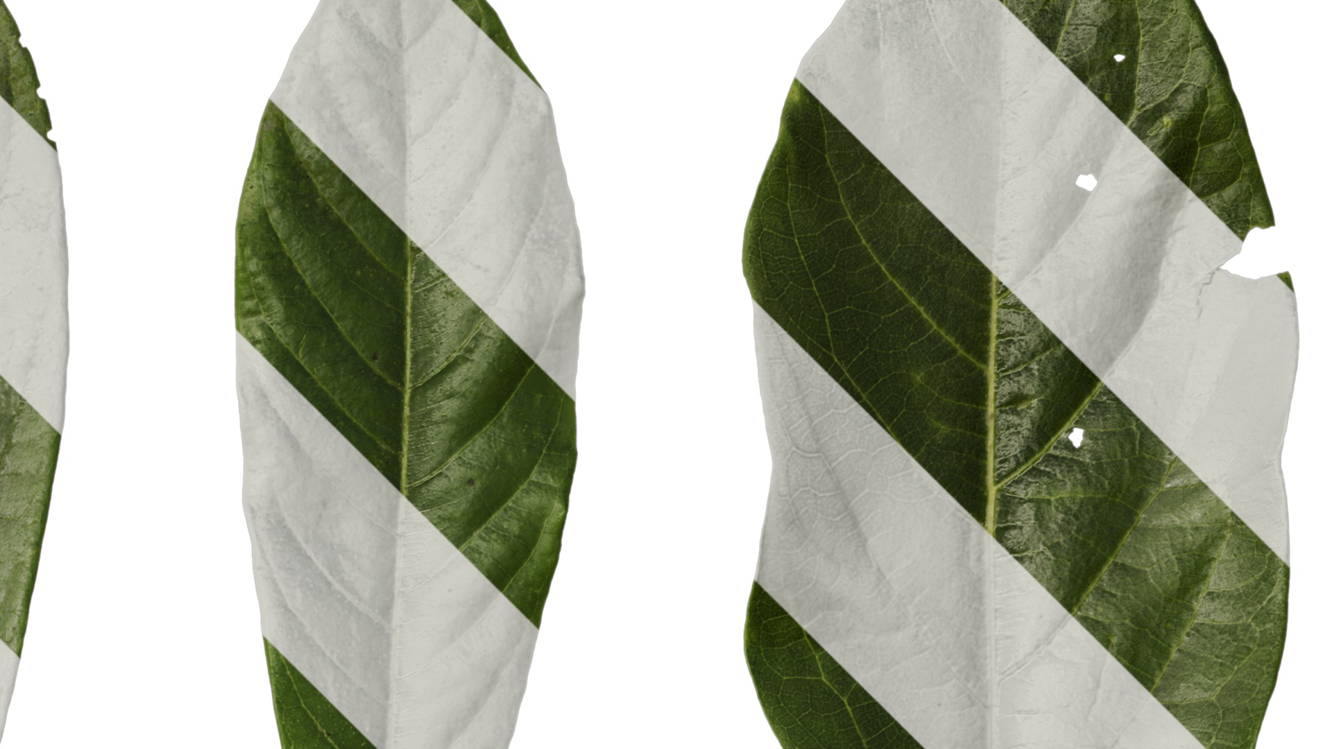 Lindera megaphylla Low-poly 3D model_31