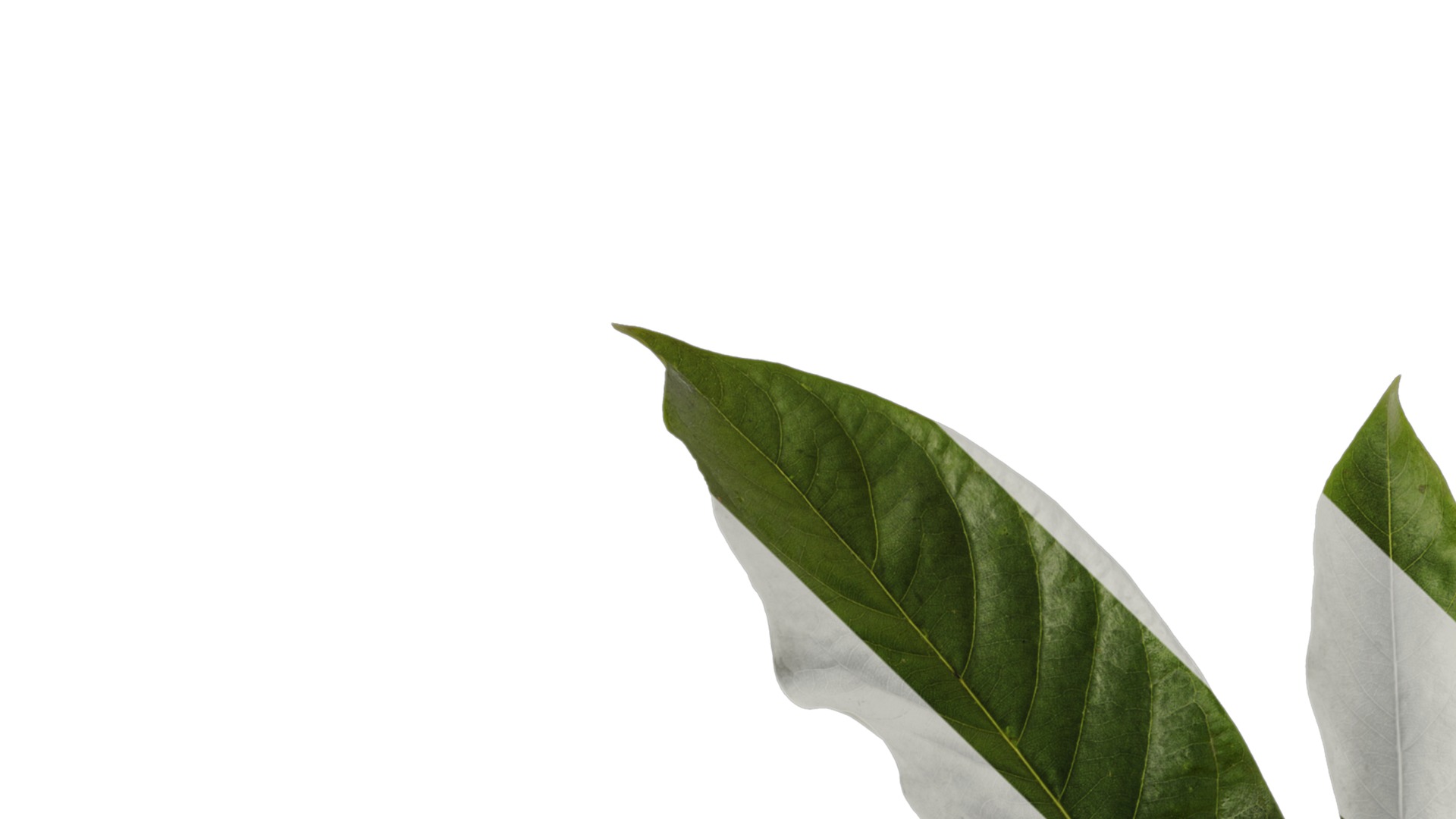 Lindera megaphylla Low-poly 3D model_11