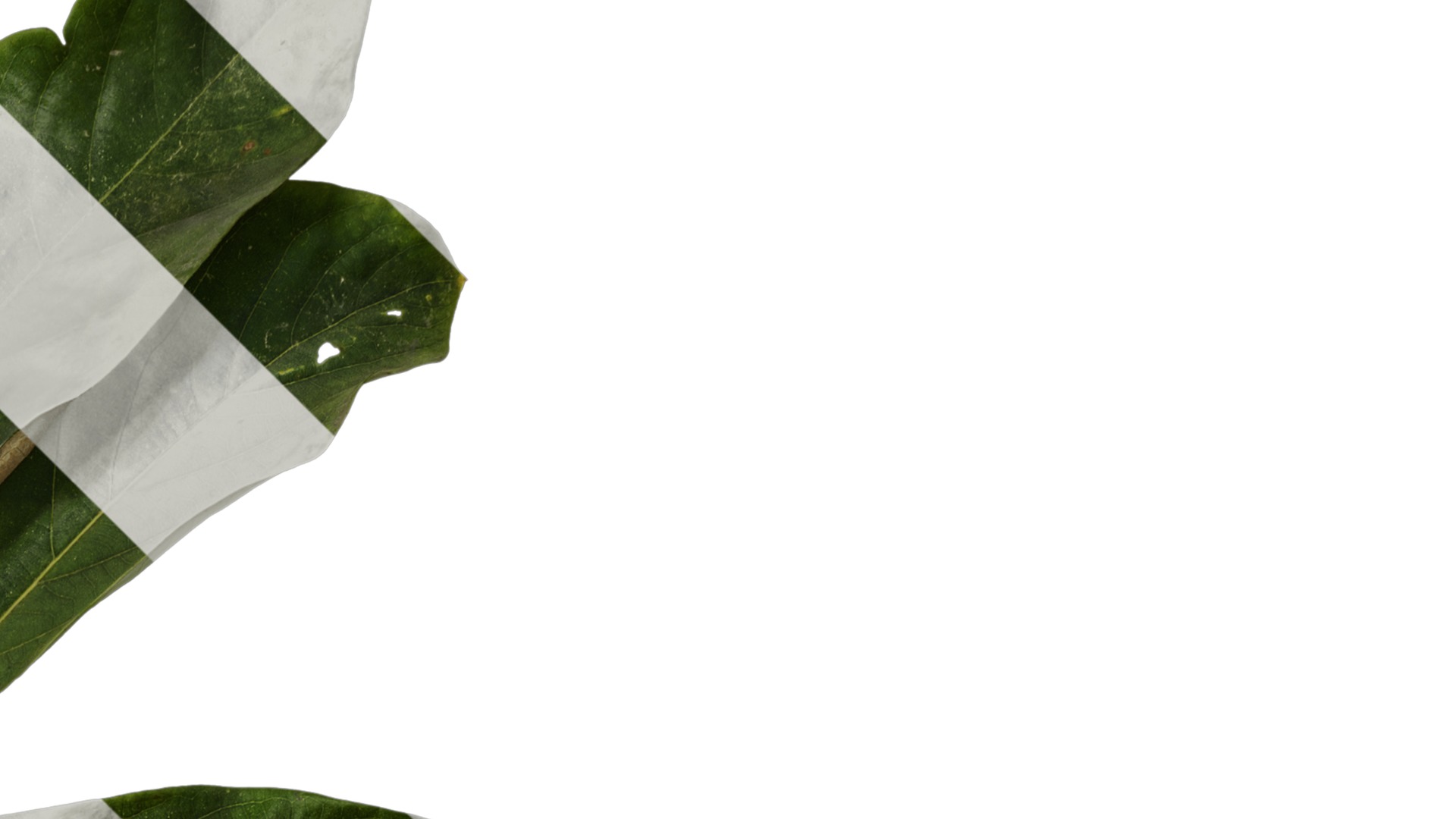 Lindera megaphylla Low-poly 3D model_4