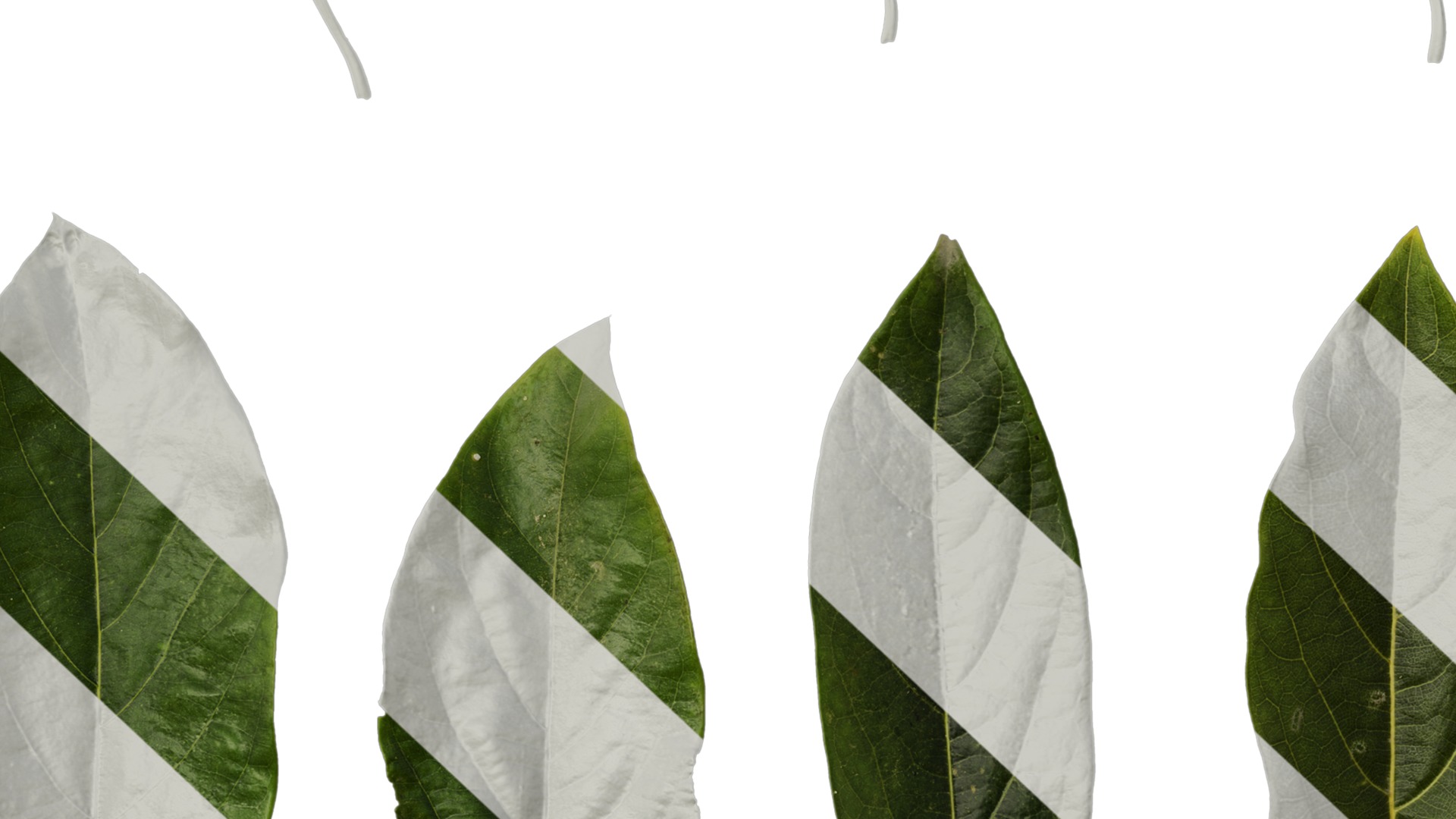 Lindera megaphylla Low-poly 3D model_44