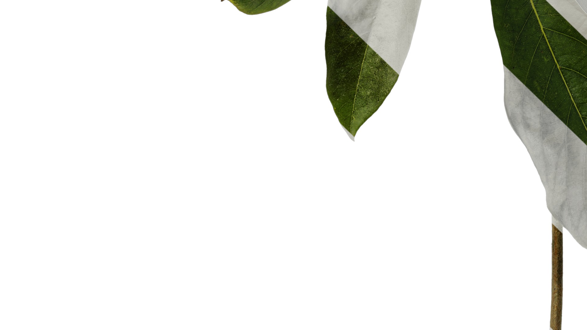 Lindera megaphylla Low-poly 3D model_7