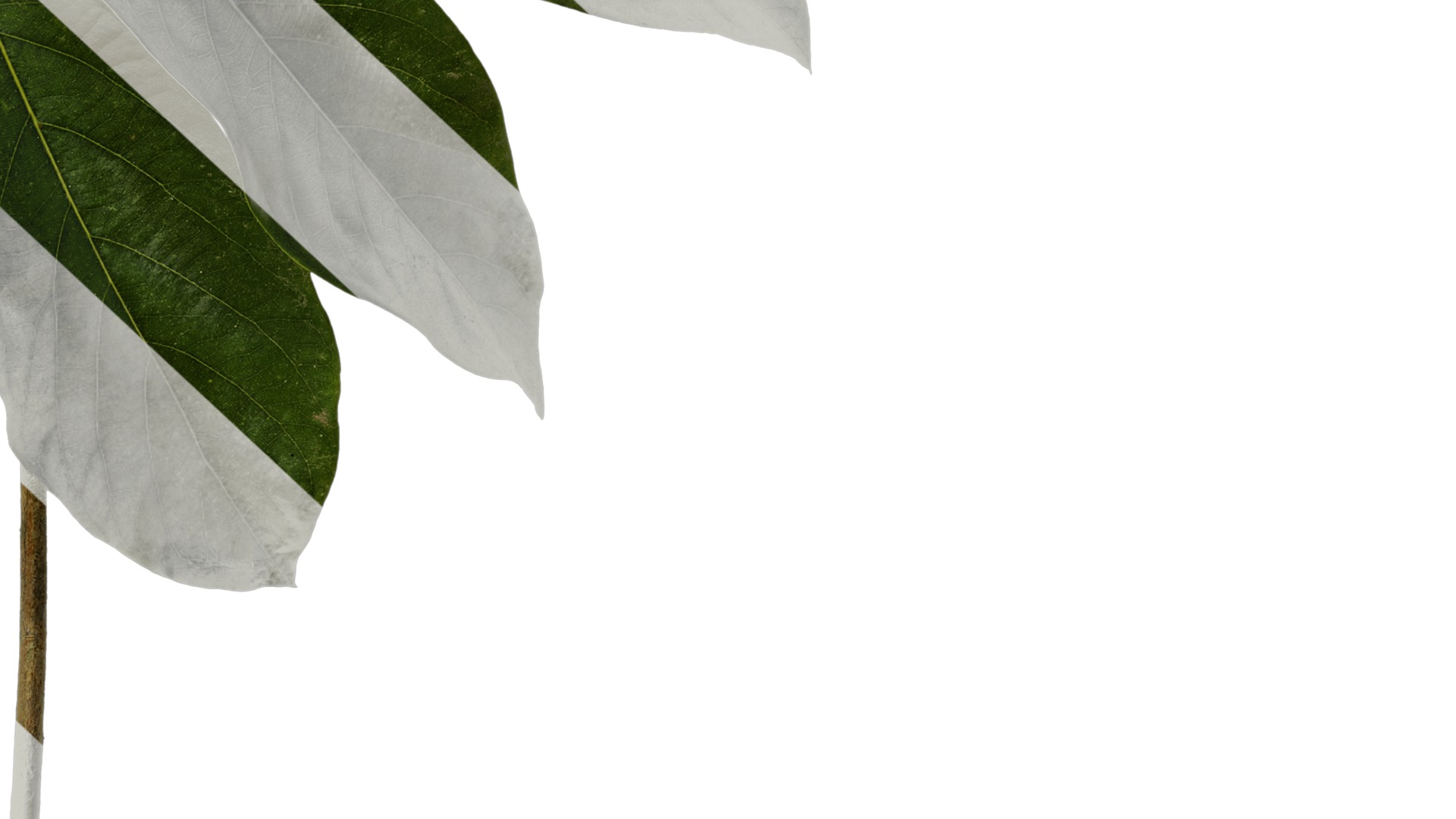 Lindera megaphylla Low-poly 3D model_8