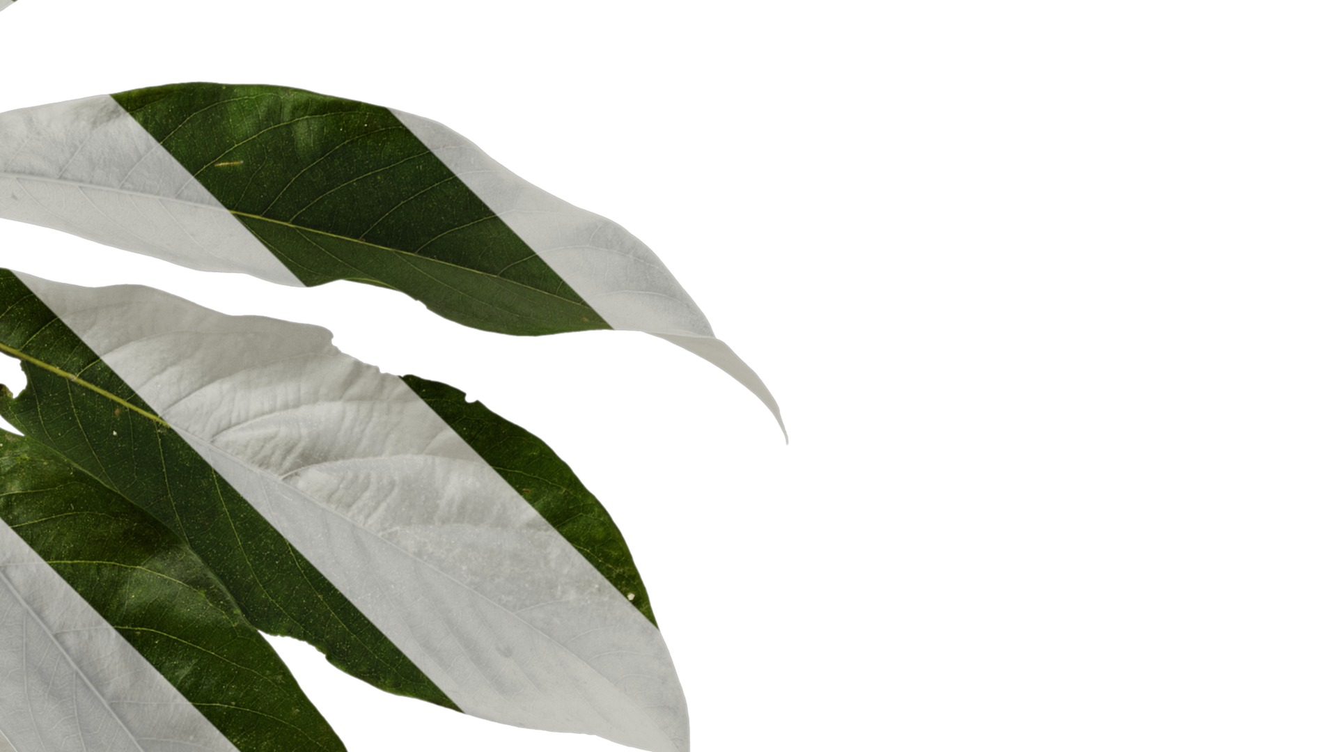 Lindera megaphylla Low-poly 3D model_6