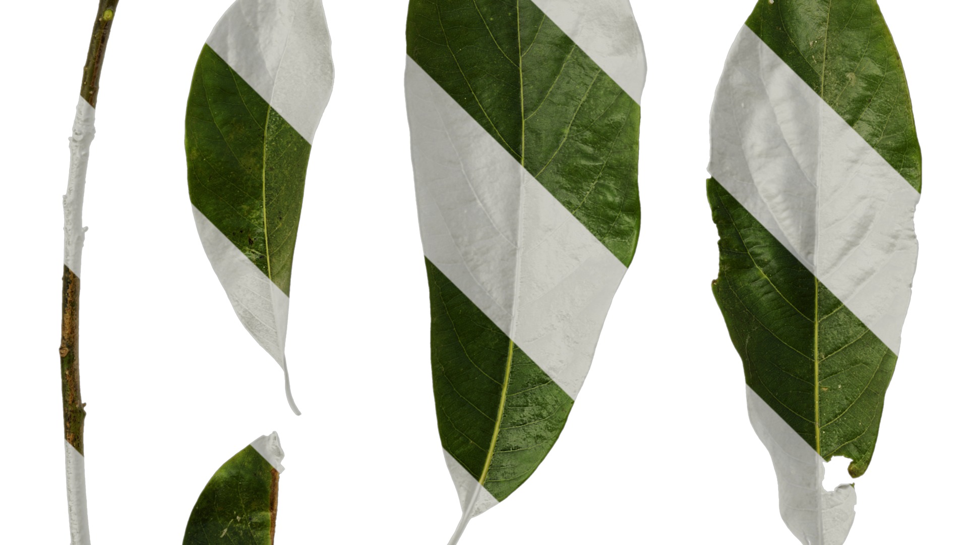 Lindera megaphylla Low-poly 3D model_42