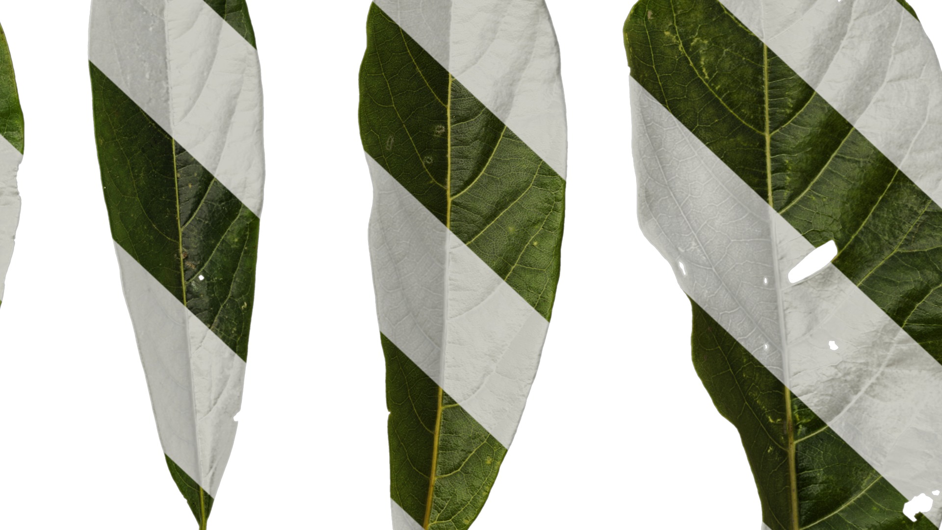 Lindera megaphylla Low-poly 3D model_43