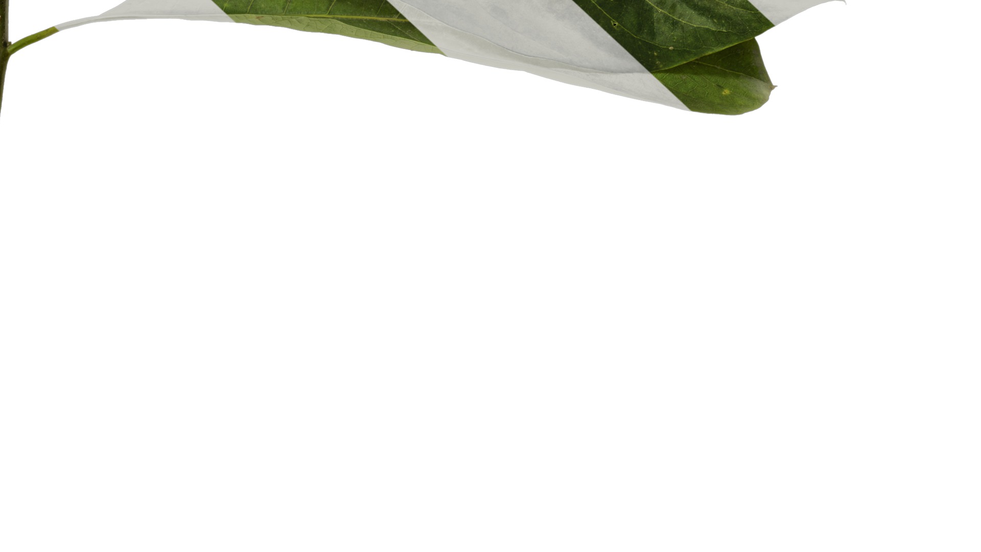 Lindera megaphylla Low-poly 3D model_16