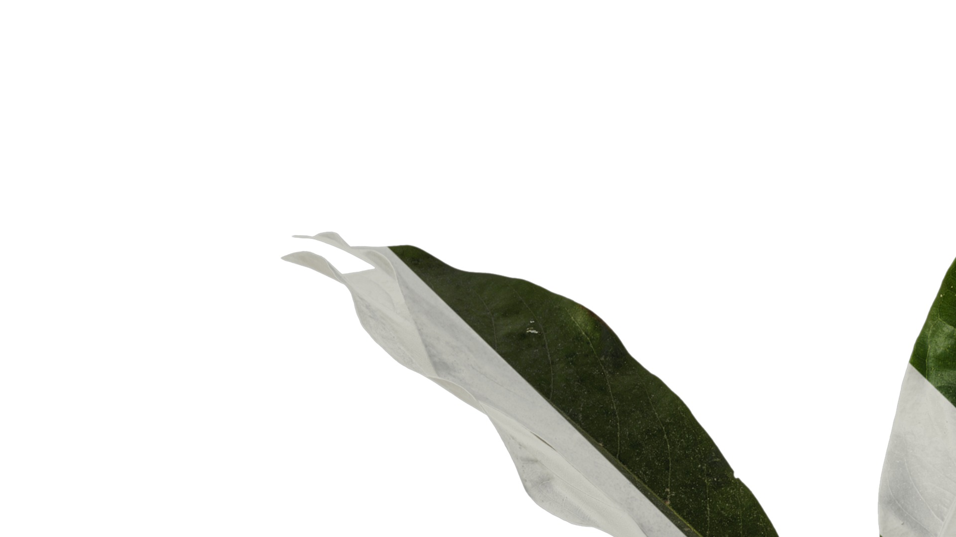 Lindera megaphylla Low-poly 3D model_3