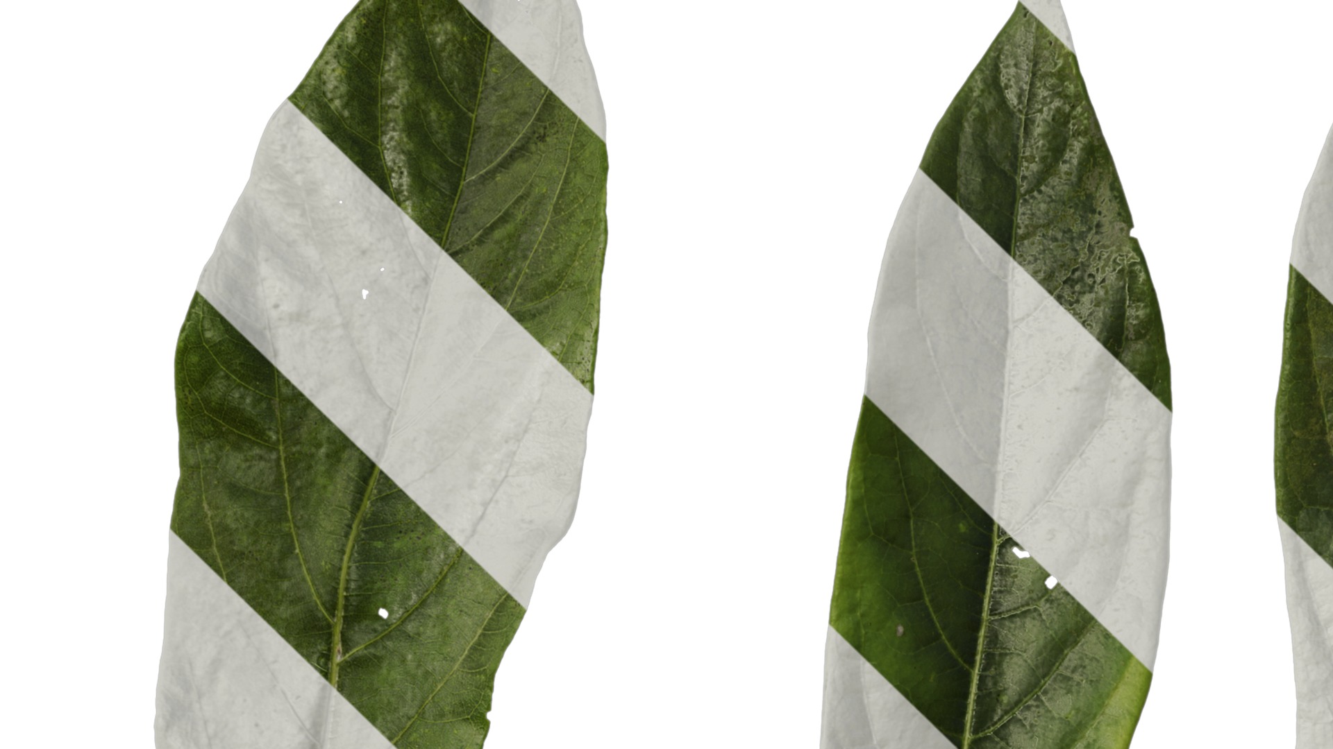 Lindera megaphylla Low-poly 3D model_30