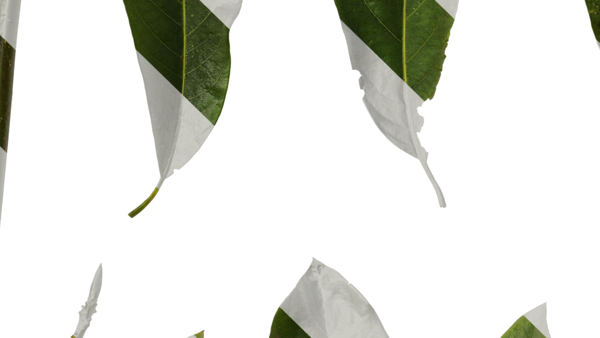 Lindera megaphylla Low-poly 3D model_40