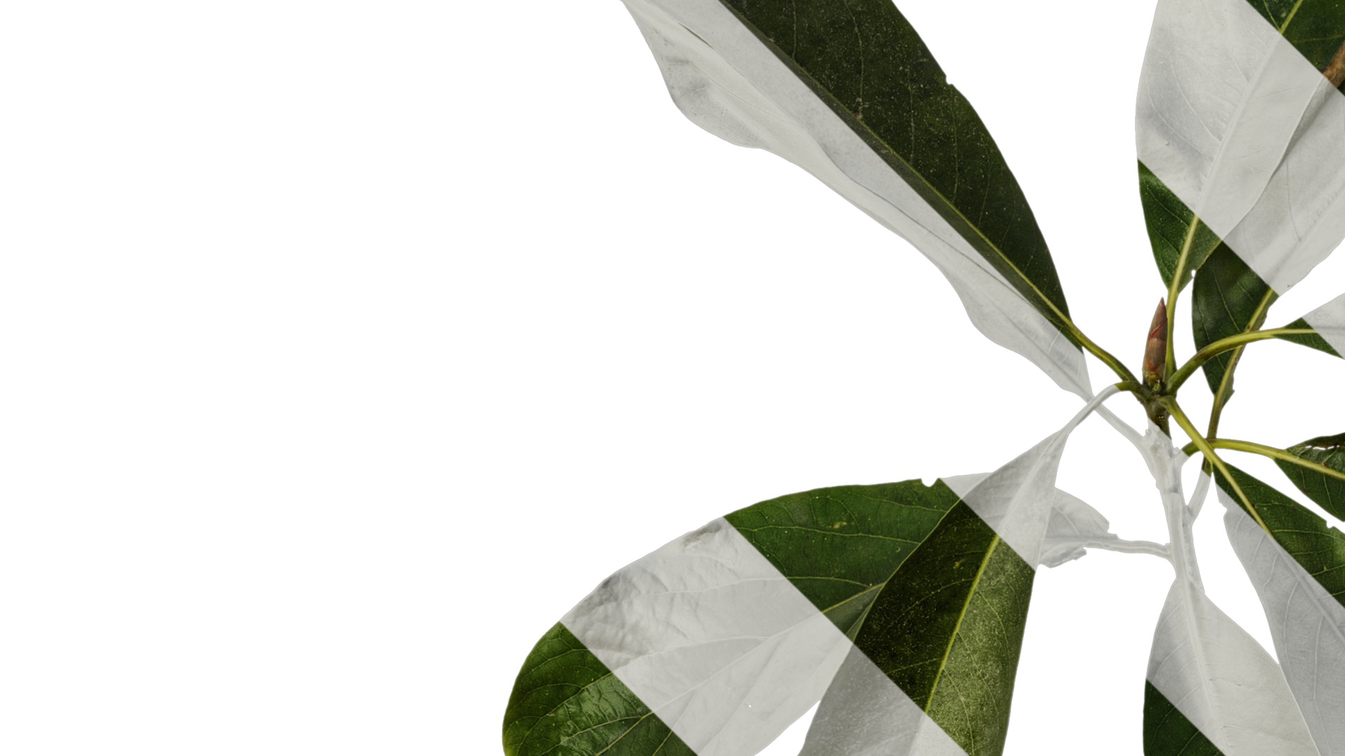 Lindera megaphylla Low-poly 3D model_5