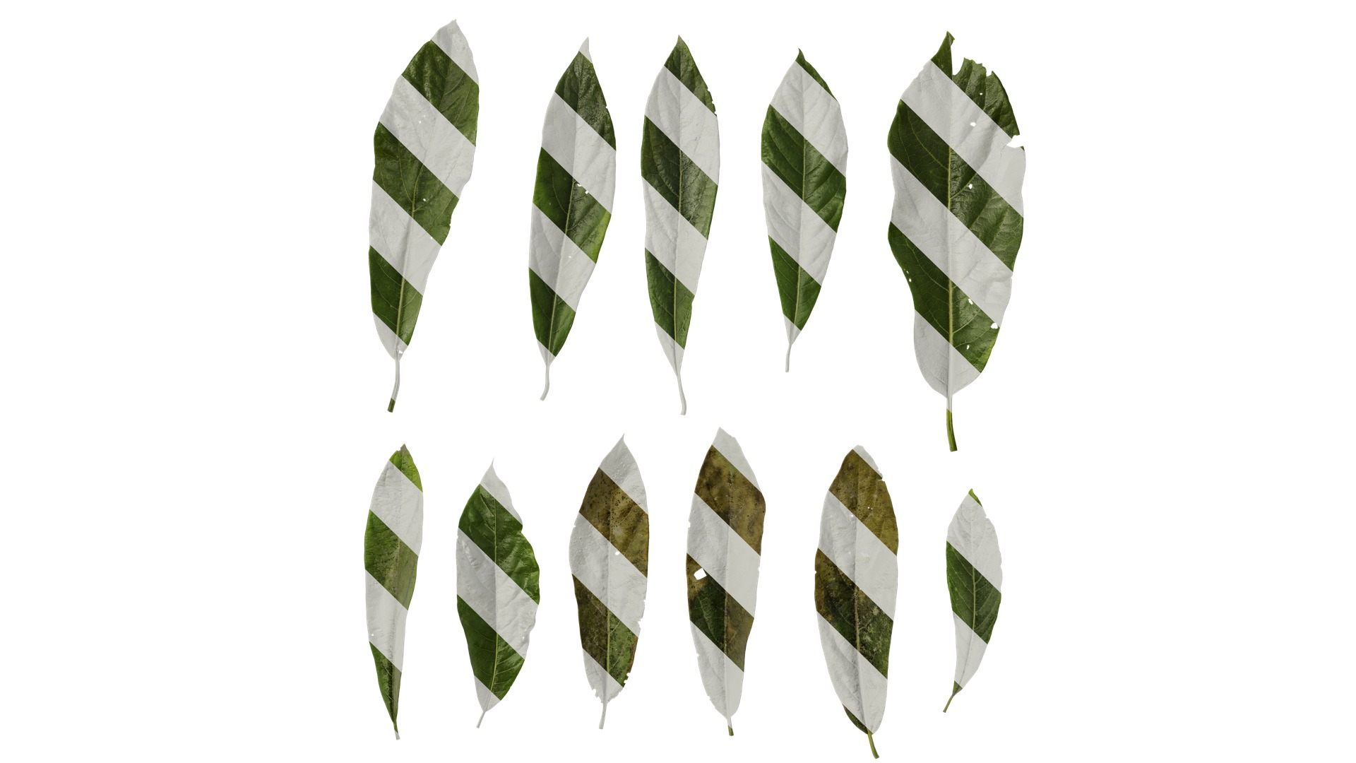 Lindera megaphylla Low-poly 3D model_29