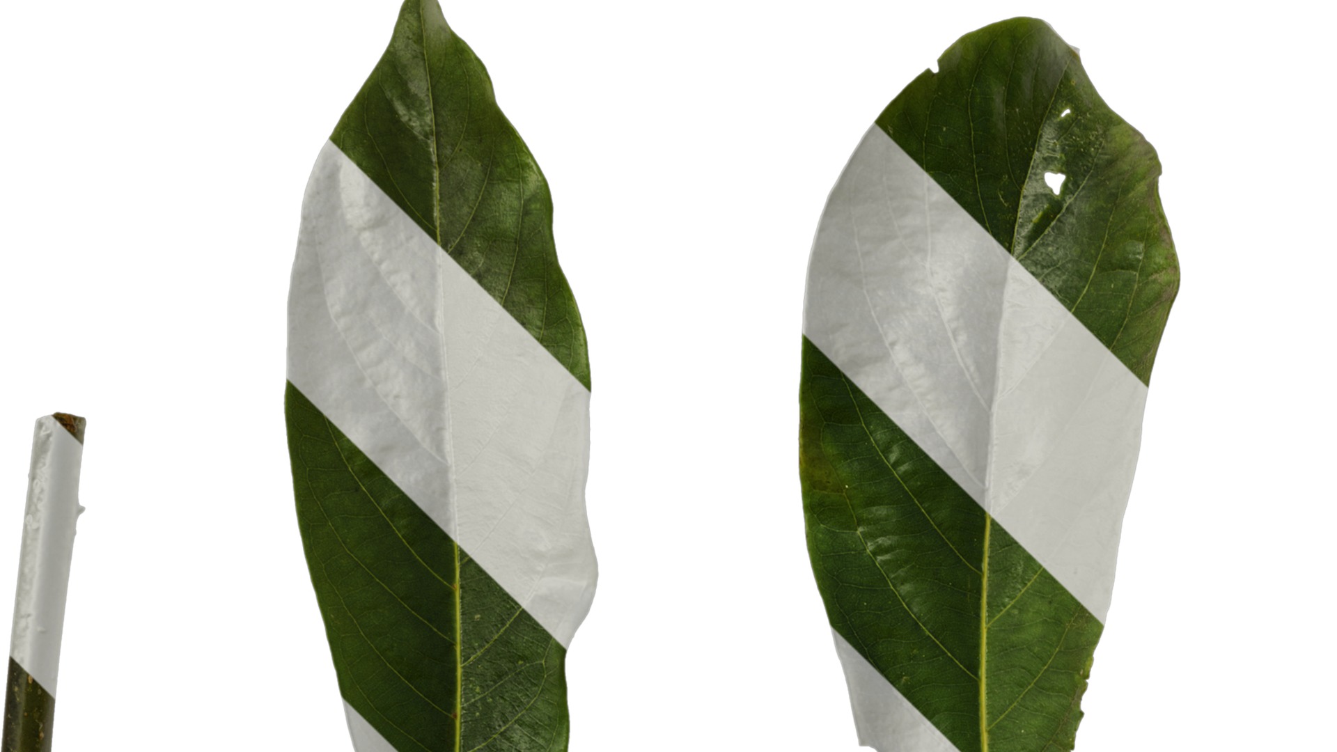 Lindera megaphylla Low-poly 3D model_38