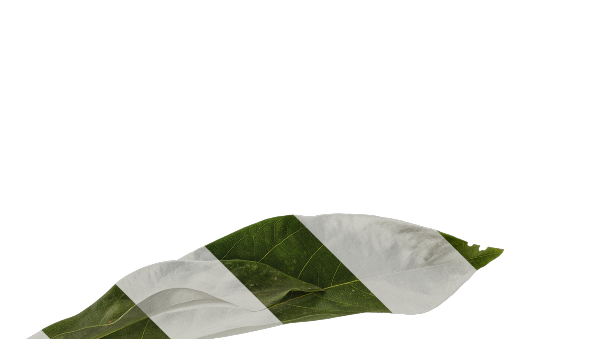 Lindera megaphylla Low-poly 3D model_12