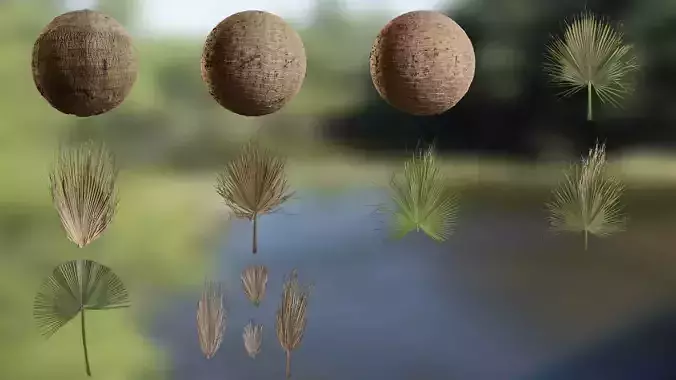 Livistona chinensis Low-poly 3D model