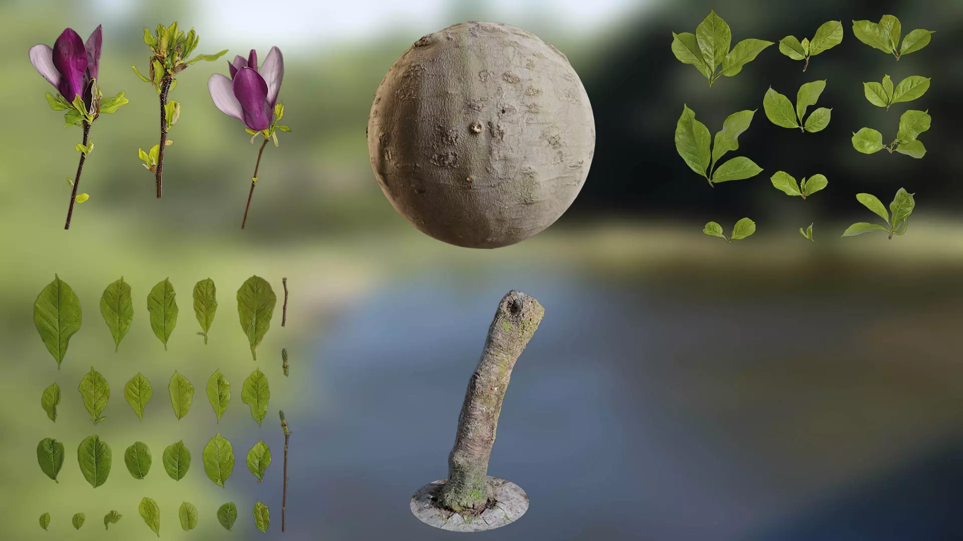 Magnolia liliiflora Low-poly 3D model