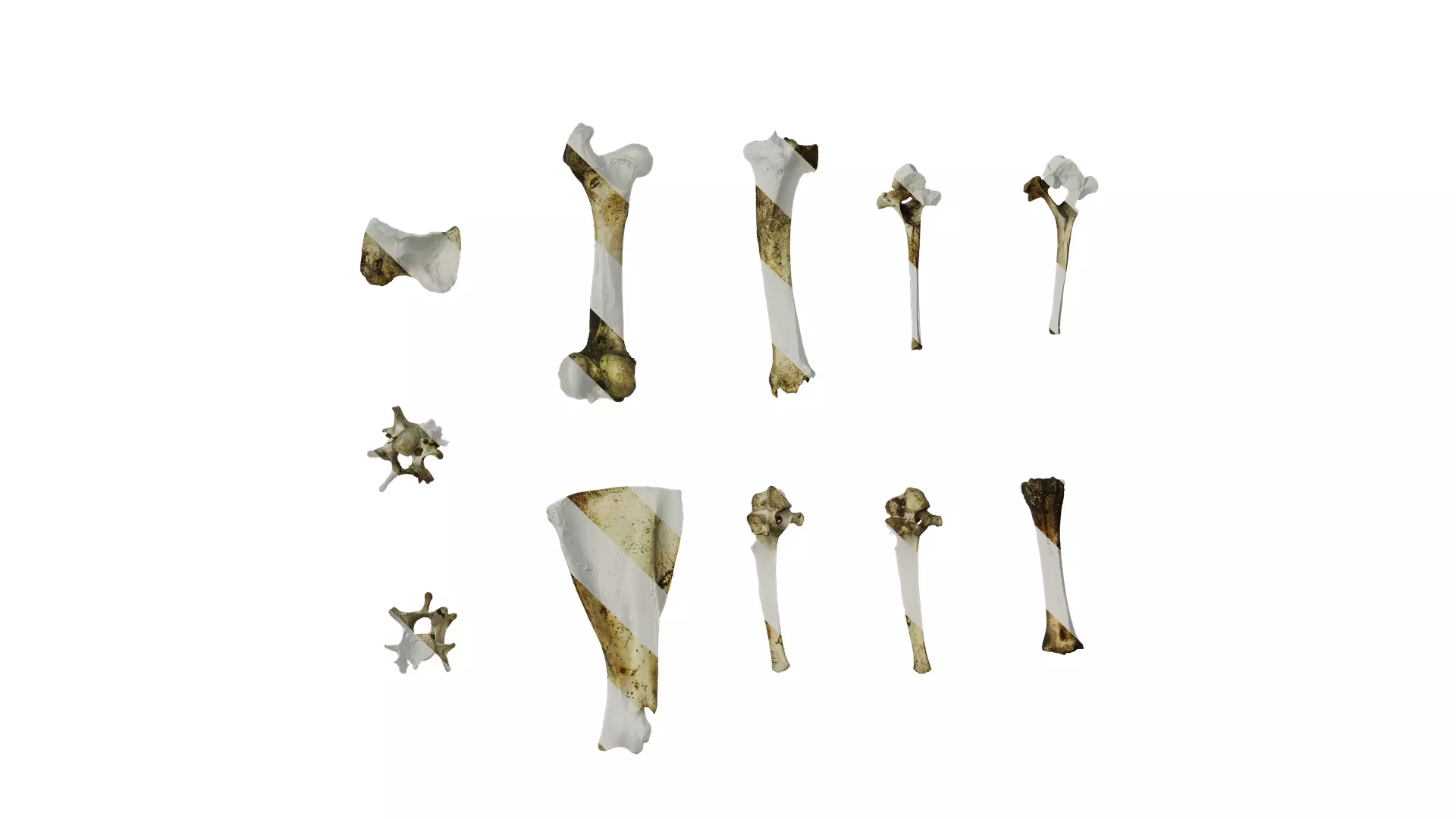Anydrafts Horse bones 01 Texture