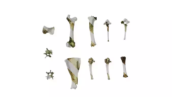 Anydrafts Horse bones 01