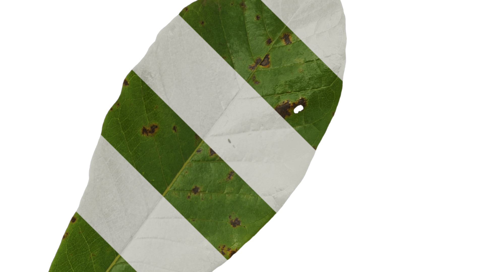 Magnolia officinalis Low-poly 3D model_7