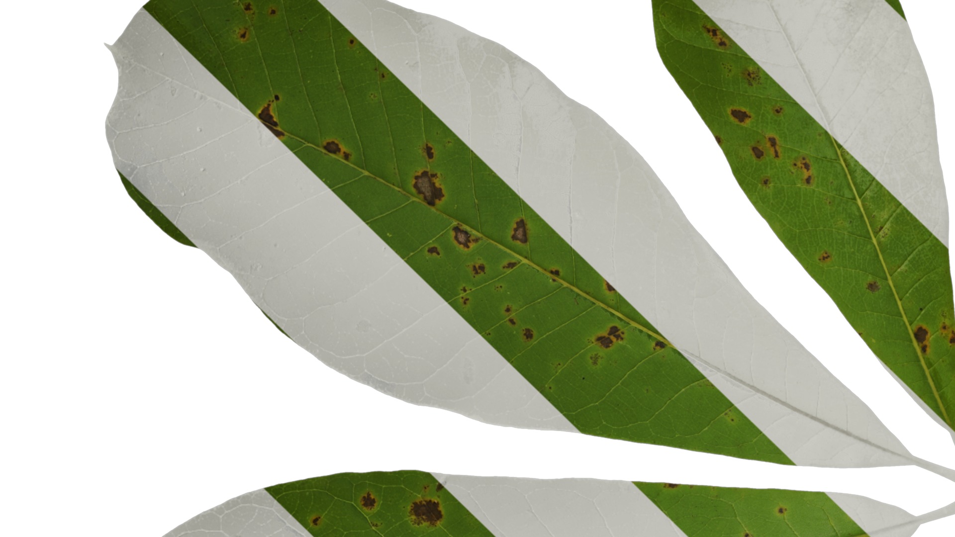 Magnolia officinalis Low-poly 3D model_8