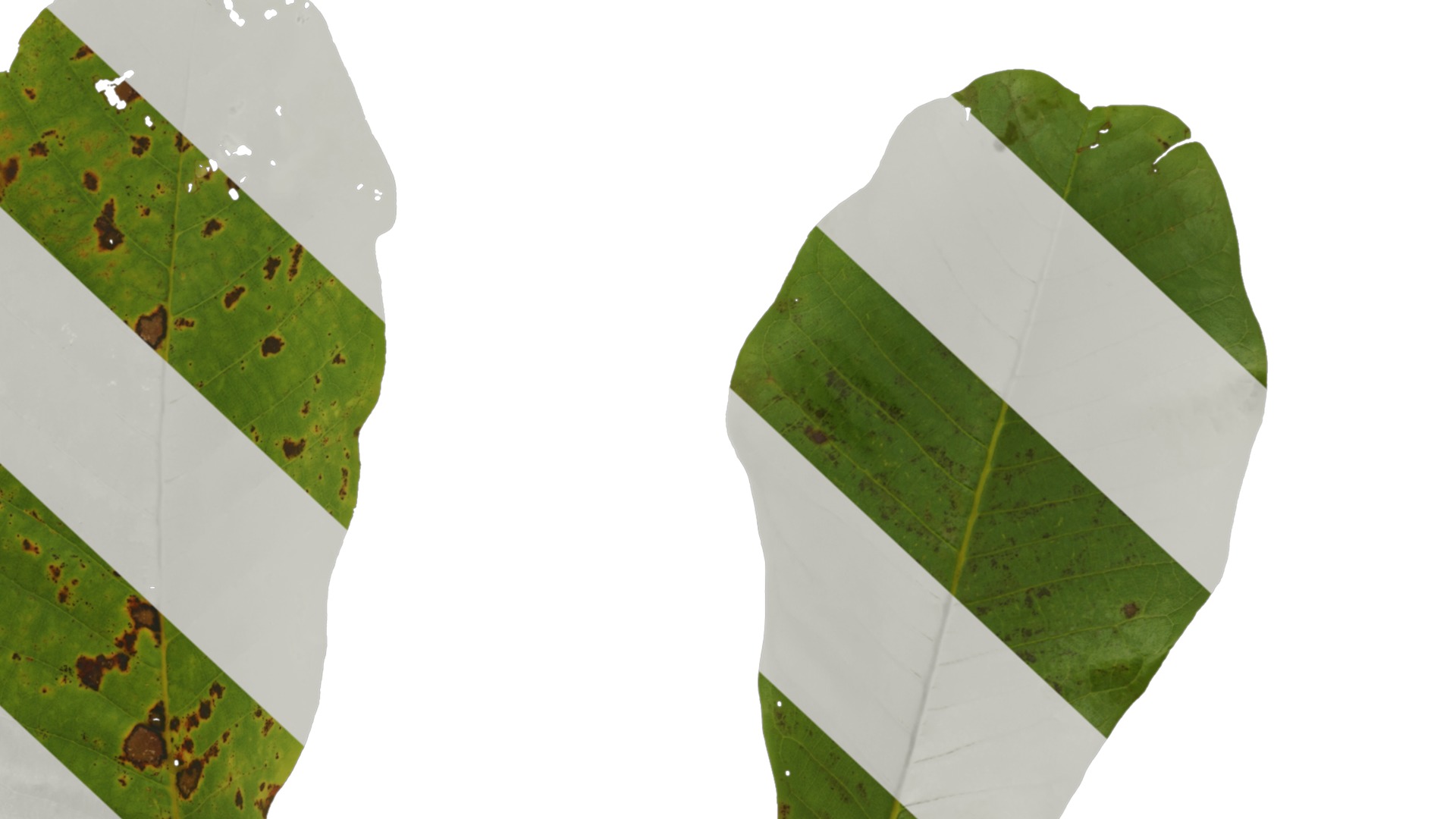 Magnolia officinalis Low-poly 3D model_22