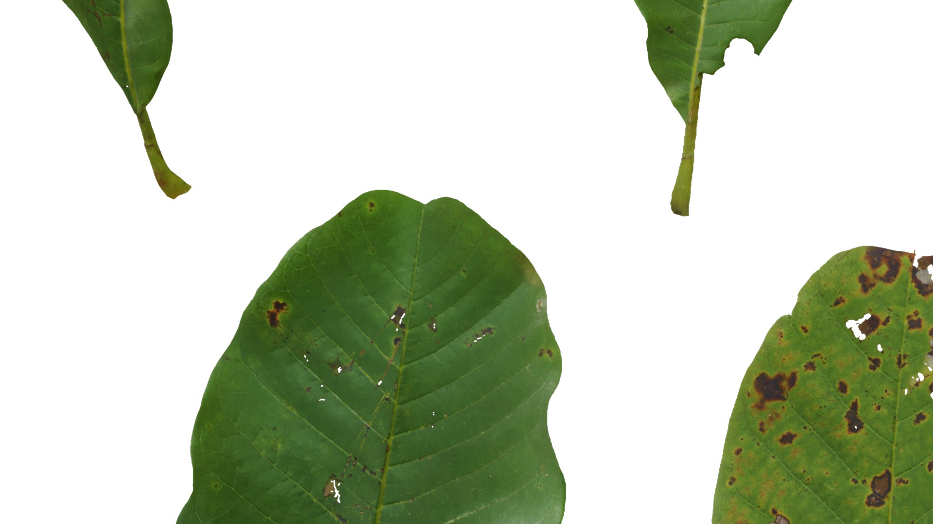 Magnolia officinalis Low-poly 3D model_14