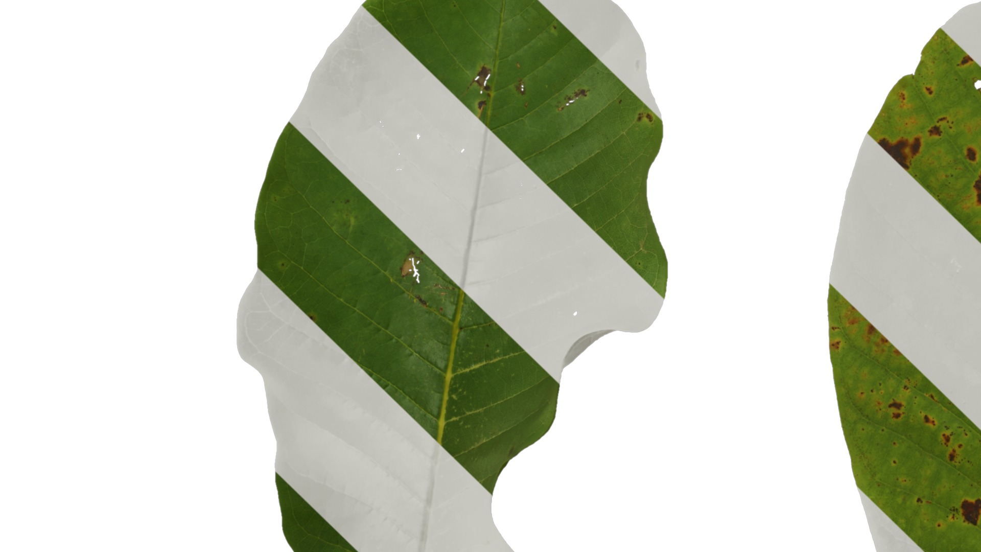 Magnolia officinalis Low-poly 3D model_21