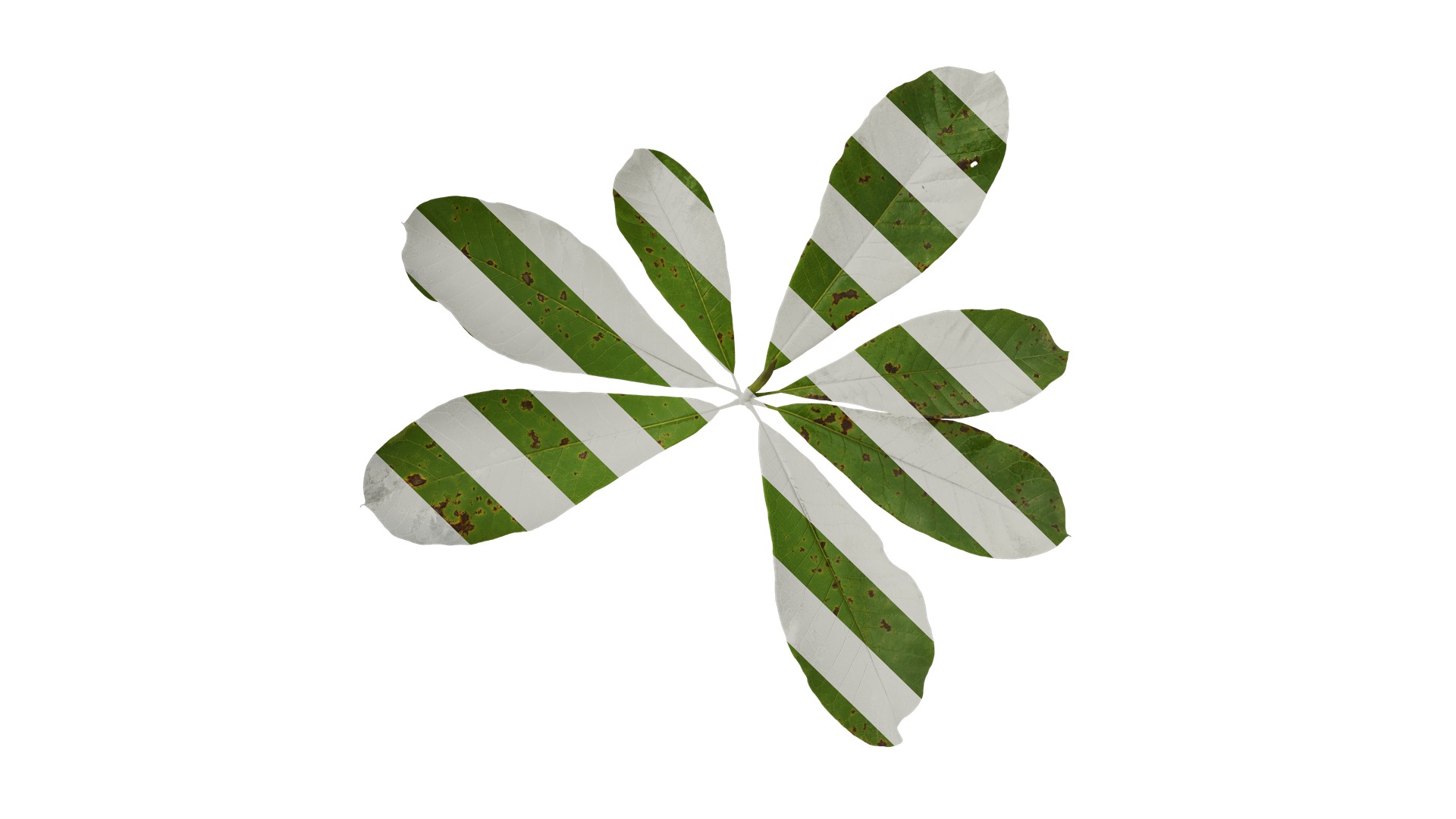 Magnolia officinalis Low-poly 3D model_5