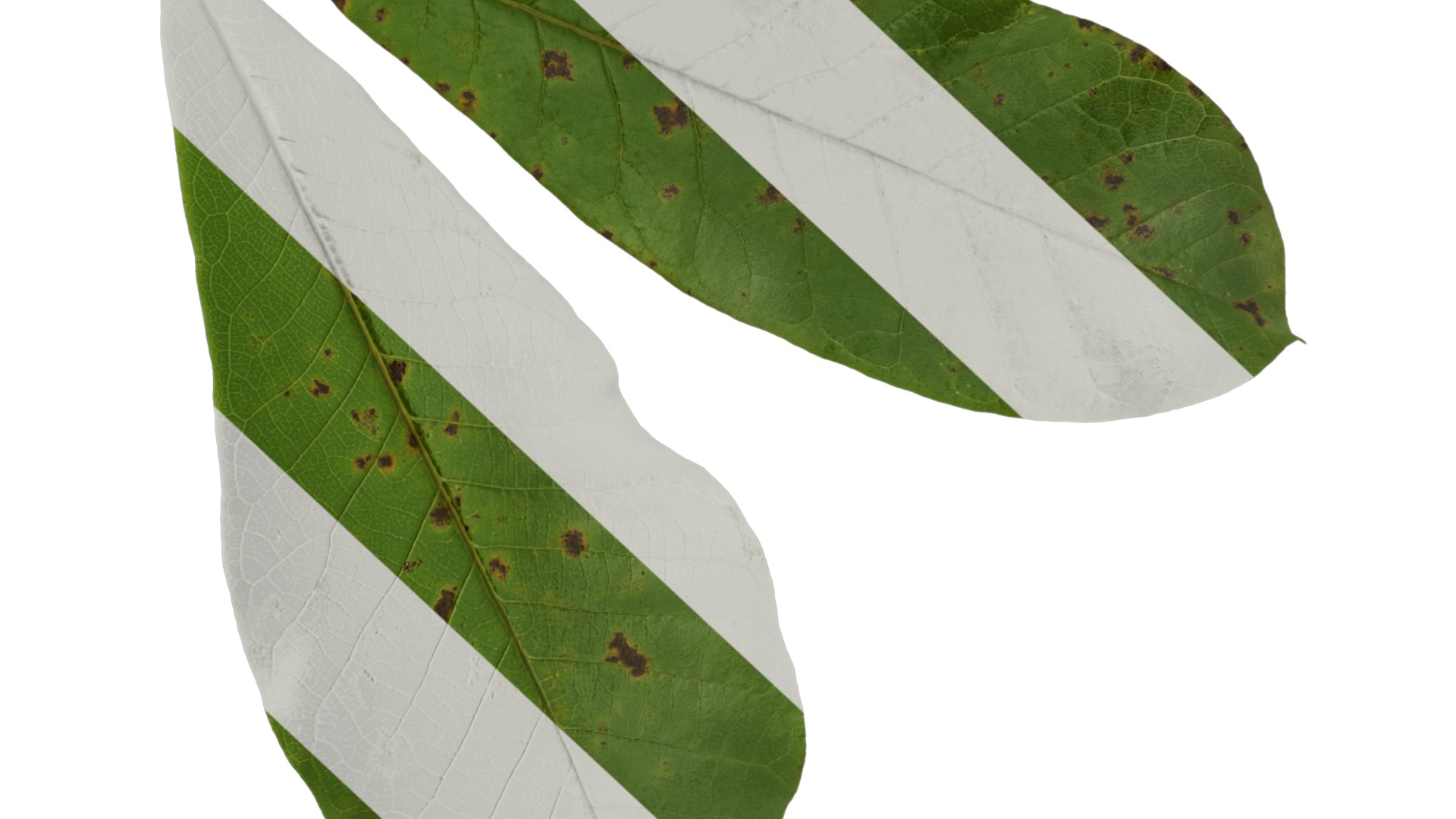 Magnolia officinalis Low-poly 3D model_11