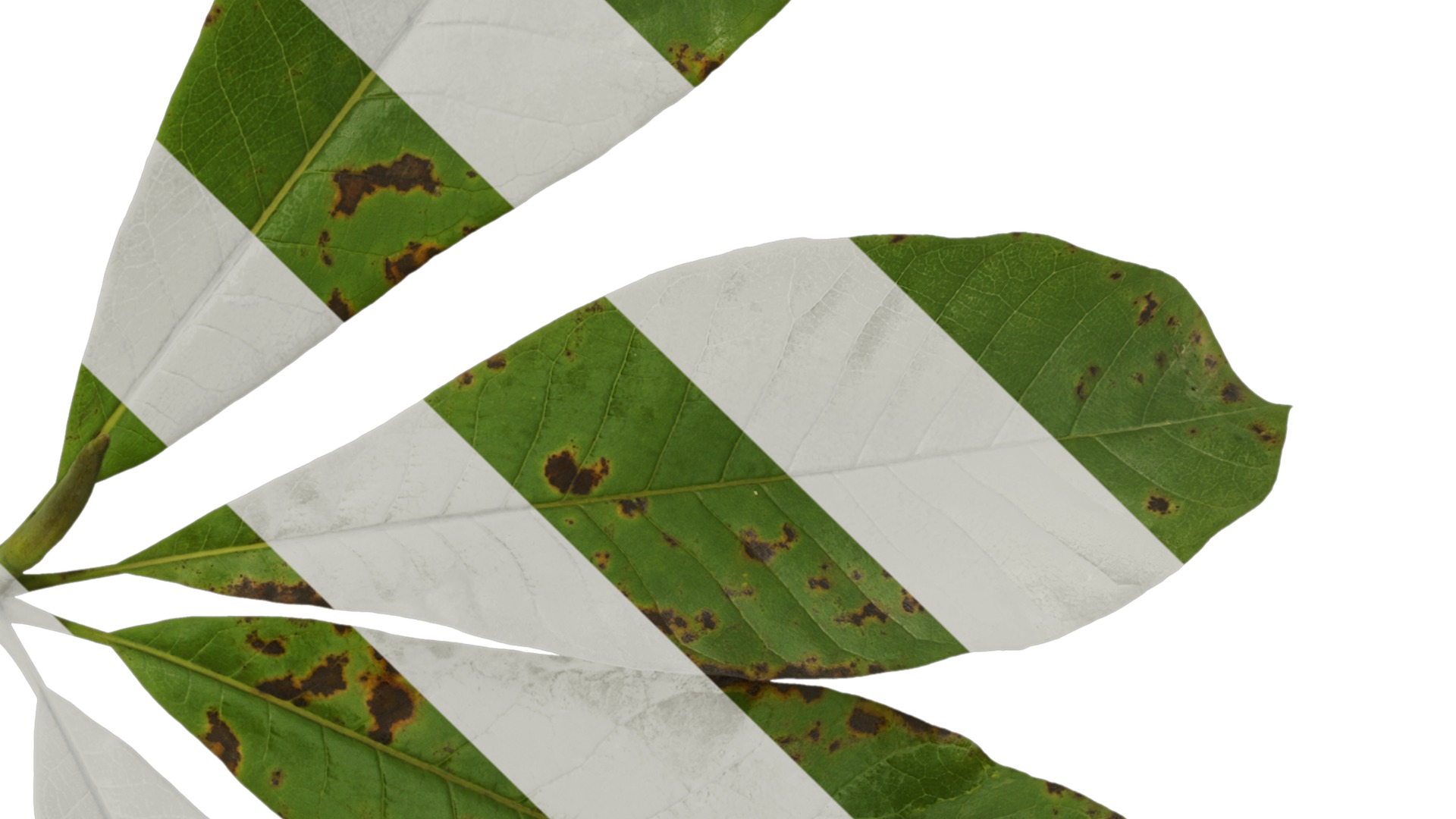 Magnolia officinalis Low-poly 3D model_9