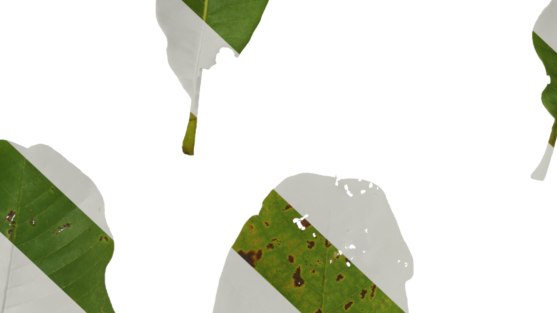 Magnolia officinalis Low-poly 3D model_23