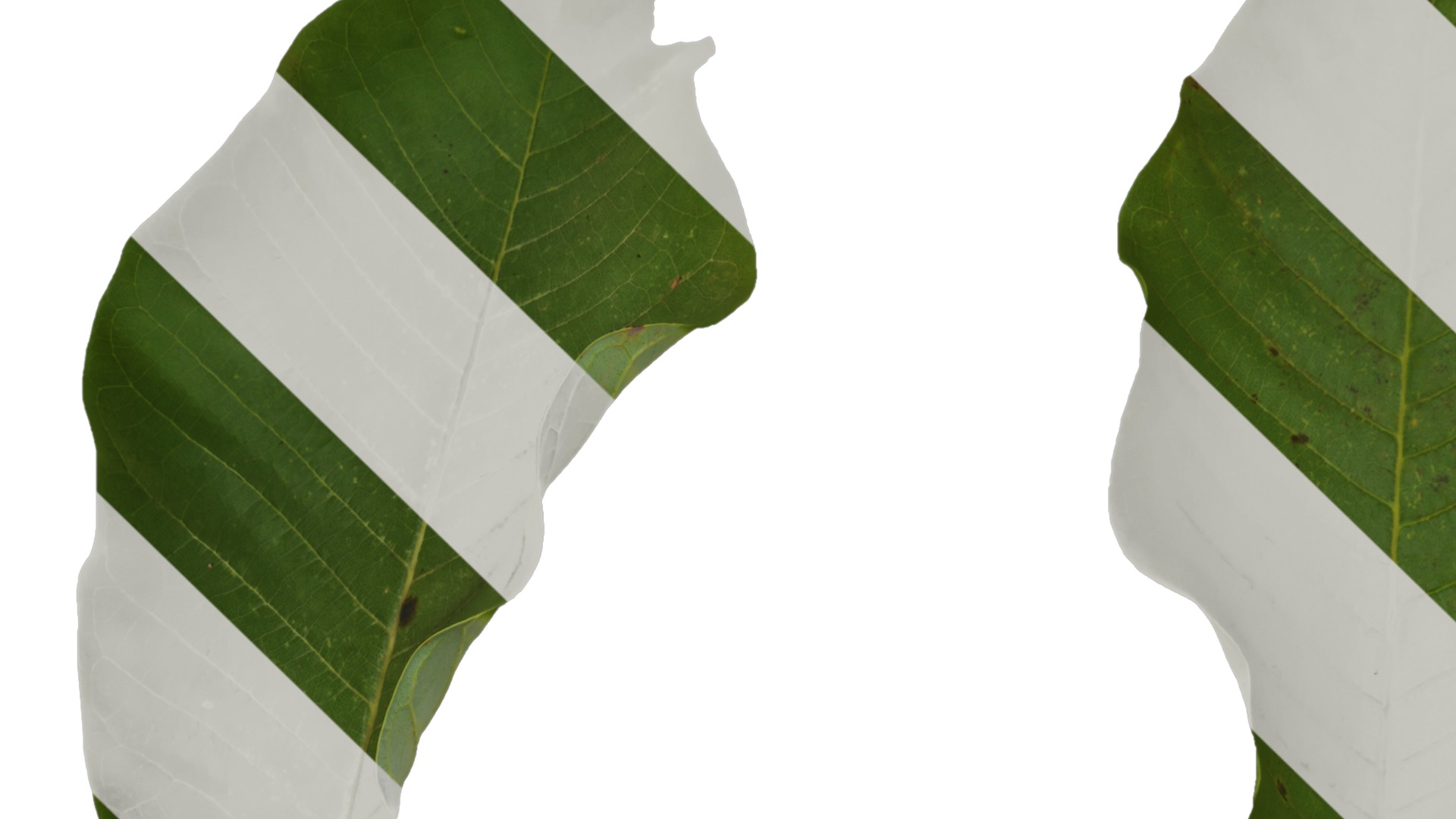 Magnolia officinalis Low-poly 3D model_17