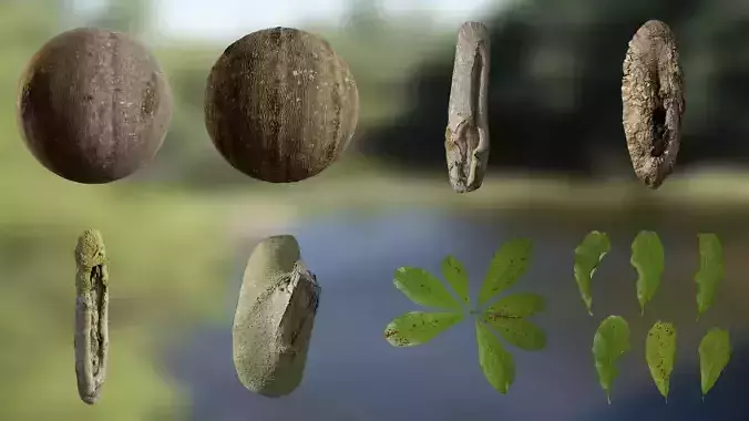 Magnolia officinalis